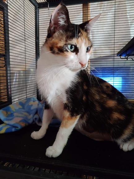 Maybelline, ADOPTABLE, Adult Female Domestic Short Hair.