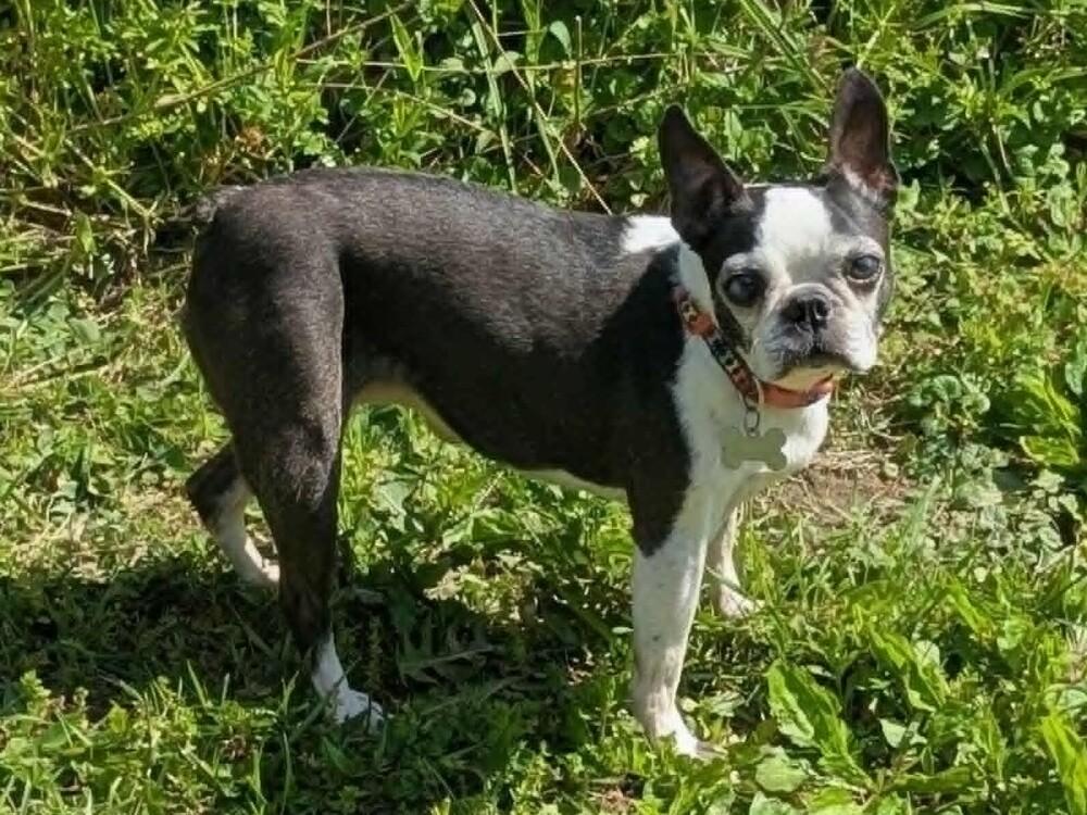 Quinn Avery KY4849, Adoptable, Senior Female Boston Terrier.