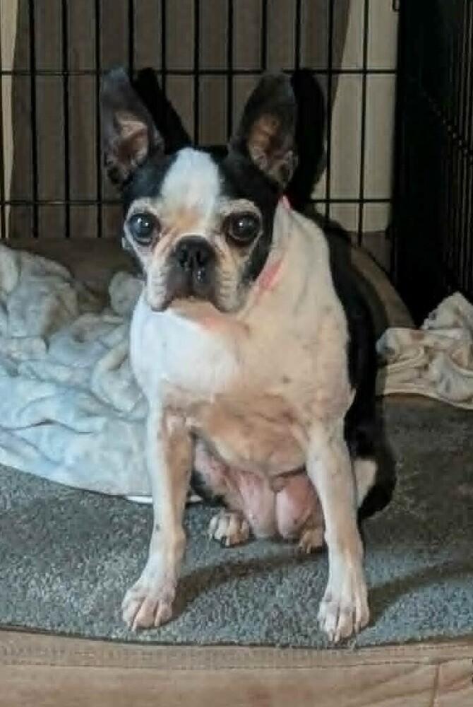 Enlarge Quinn Avery KY4849, a Adoptable Boston Terrier in Maryville, TN image 2/6