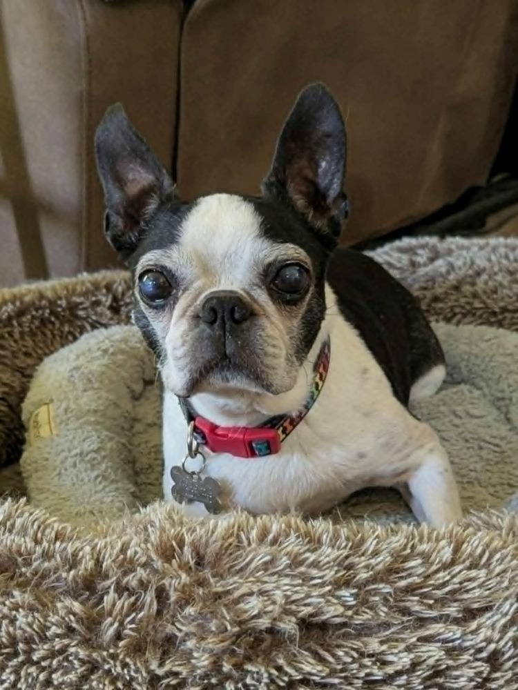 Enlarge Quinn Avery KY4849, a Adoptable Boston Terrier in Maryville, TN image 3/6