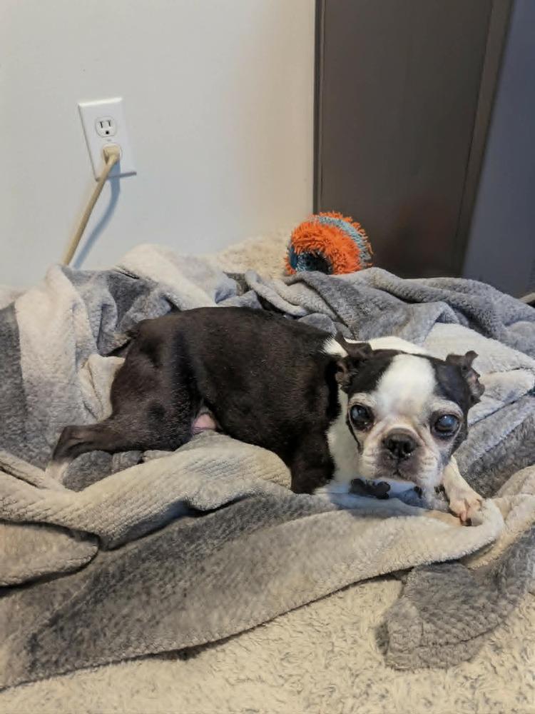 Enlarge Quinn Avery KY4849, a Adoptable Boston Terrier in Maryville, TN image 5/6