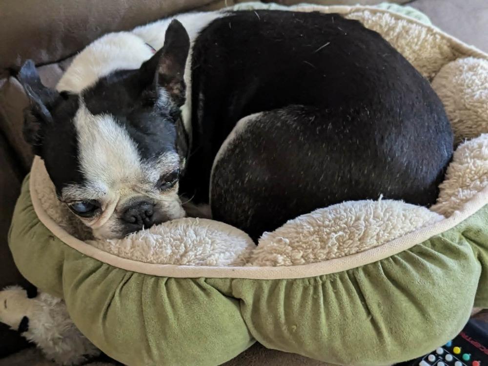 Enlarge Quinn Avery KY4849, a Adoptable Boston Terrier in Maryville, TN image 6/6
