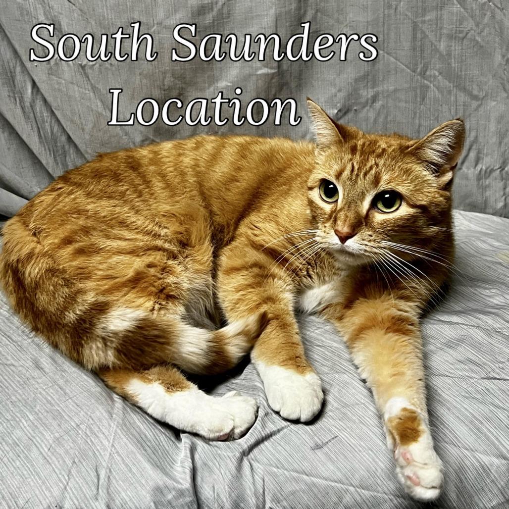 Mango, Adoptable, Adult Female Domestic Short Hair.