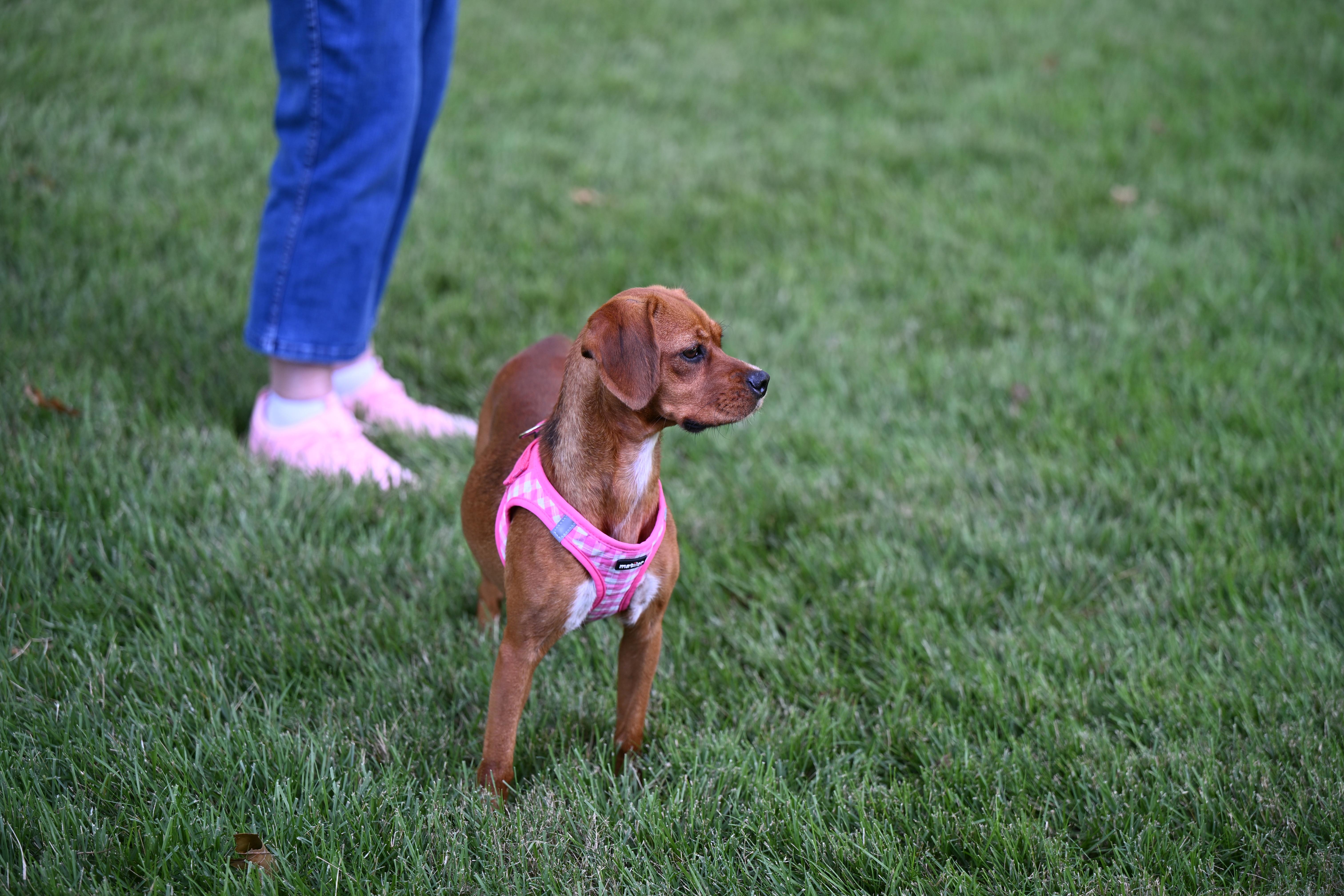 Enlarge Schatz - A Real Treasure, a Adopted mixed breed in Wayland, MA image 4/6