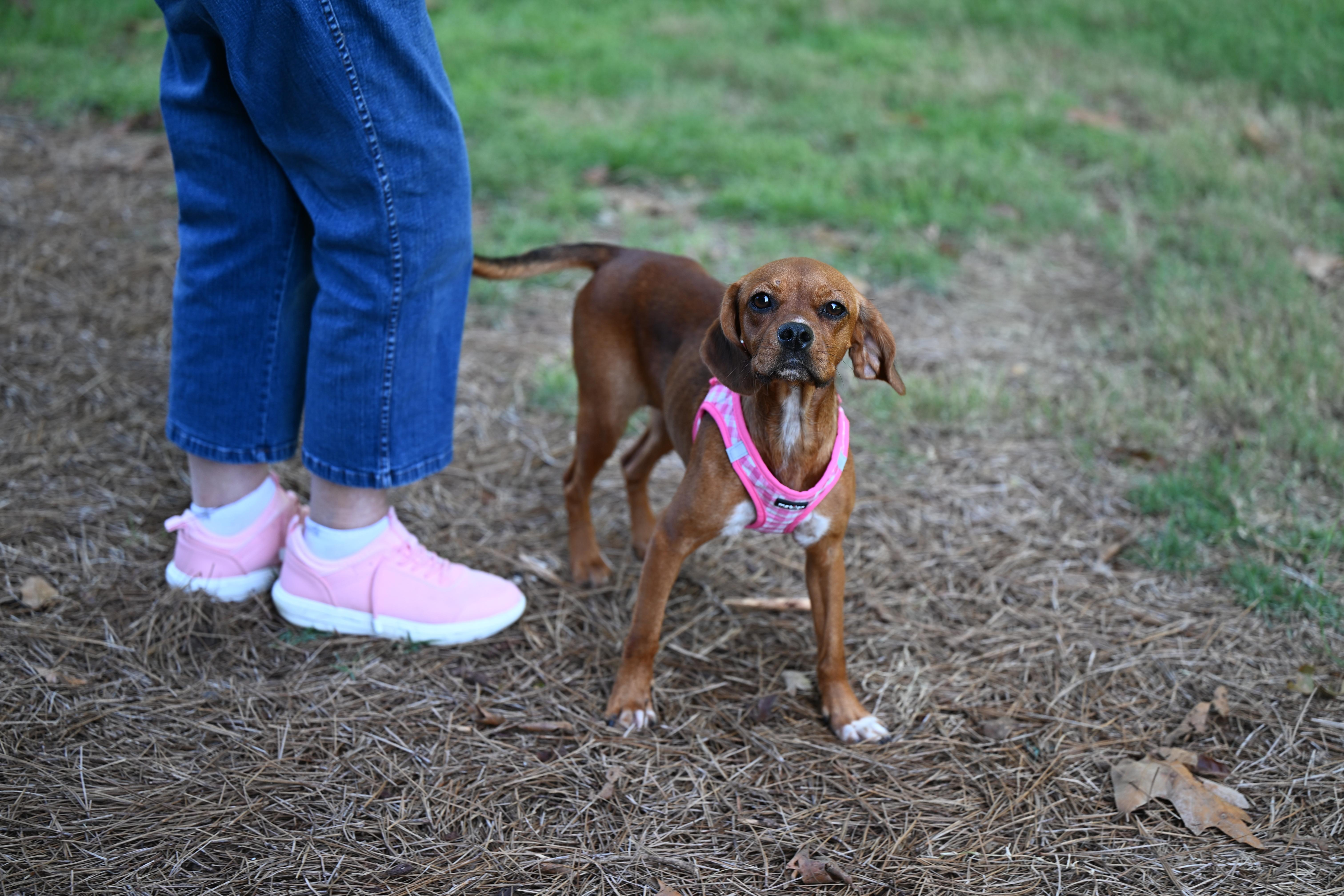 Enlarge Schatz - A Real Treasure, a Adopted mixed breed in Wayland, MA image 6/6