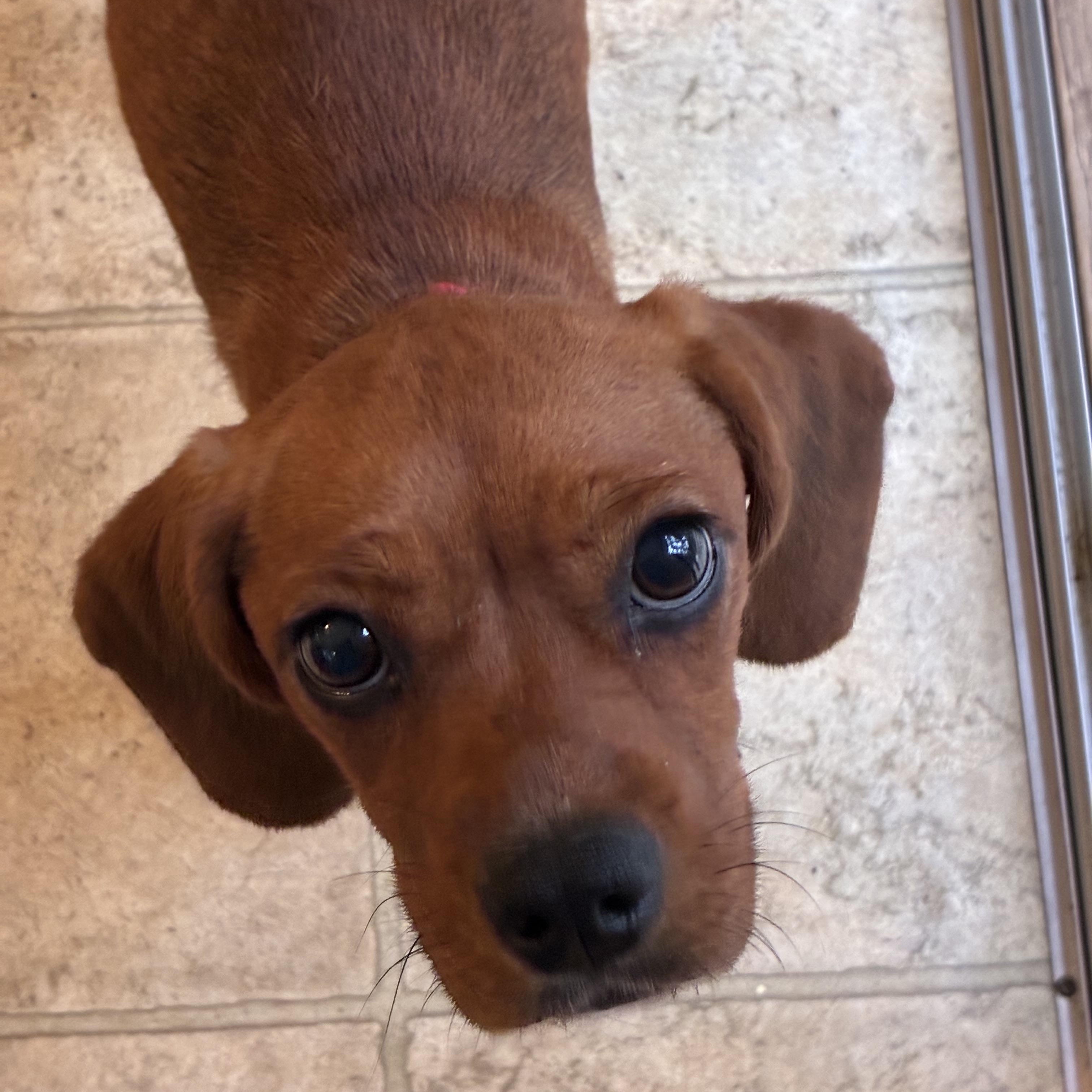 Enlarge Schatz - A Real Treasure, a Adopted mixed breed in Wayland, MA image 2/6