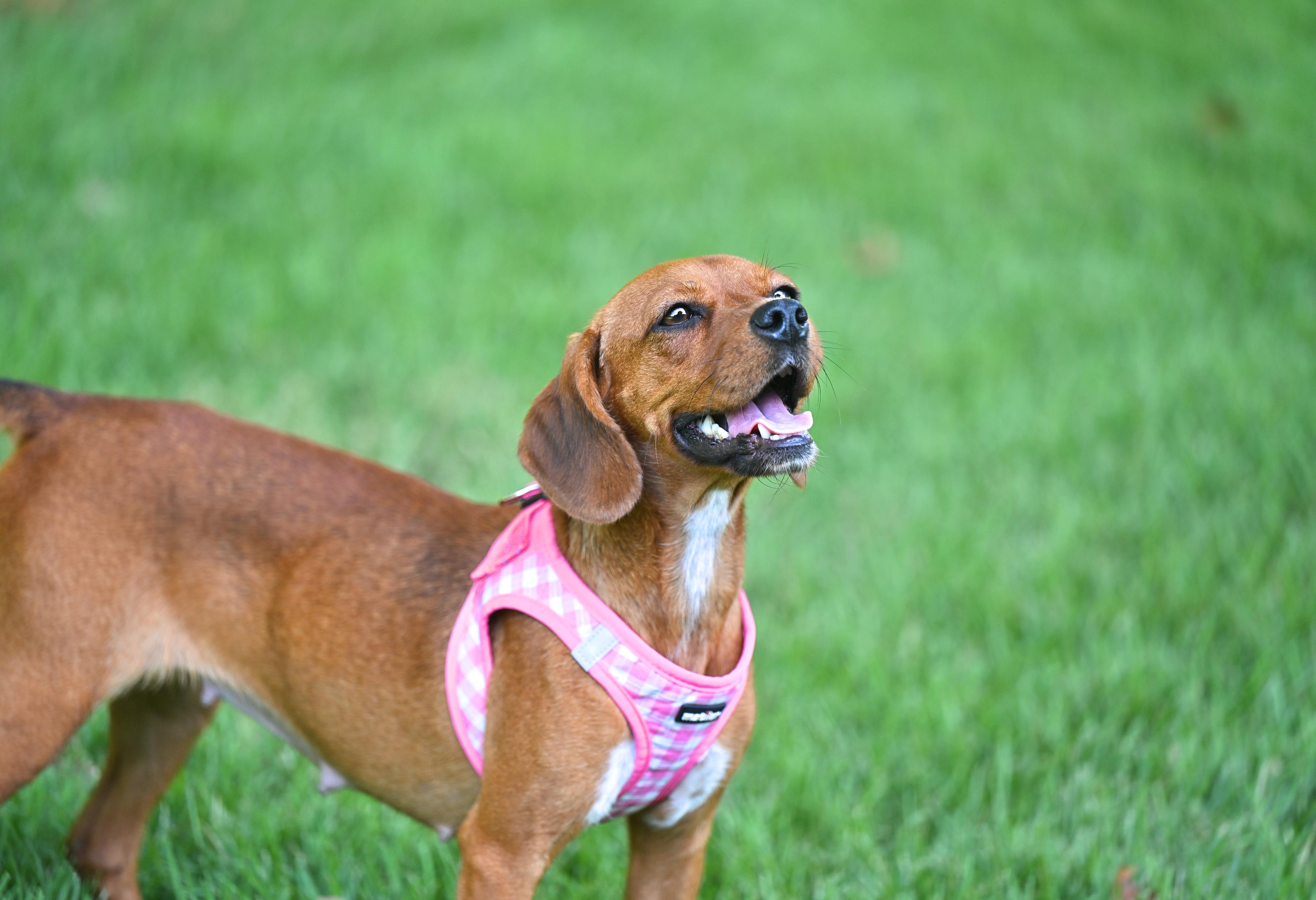 Enlarge Schatz - A Real Treasure, a Adopted mixed breed in Wayland, MA image 3/6