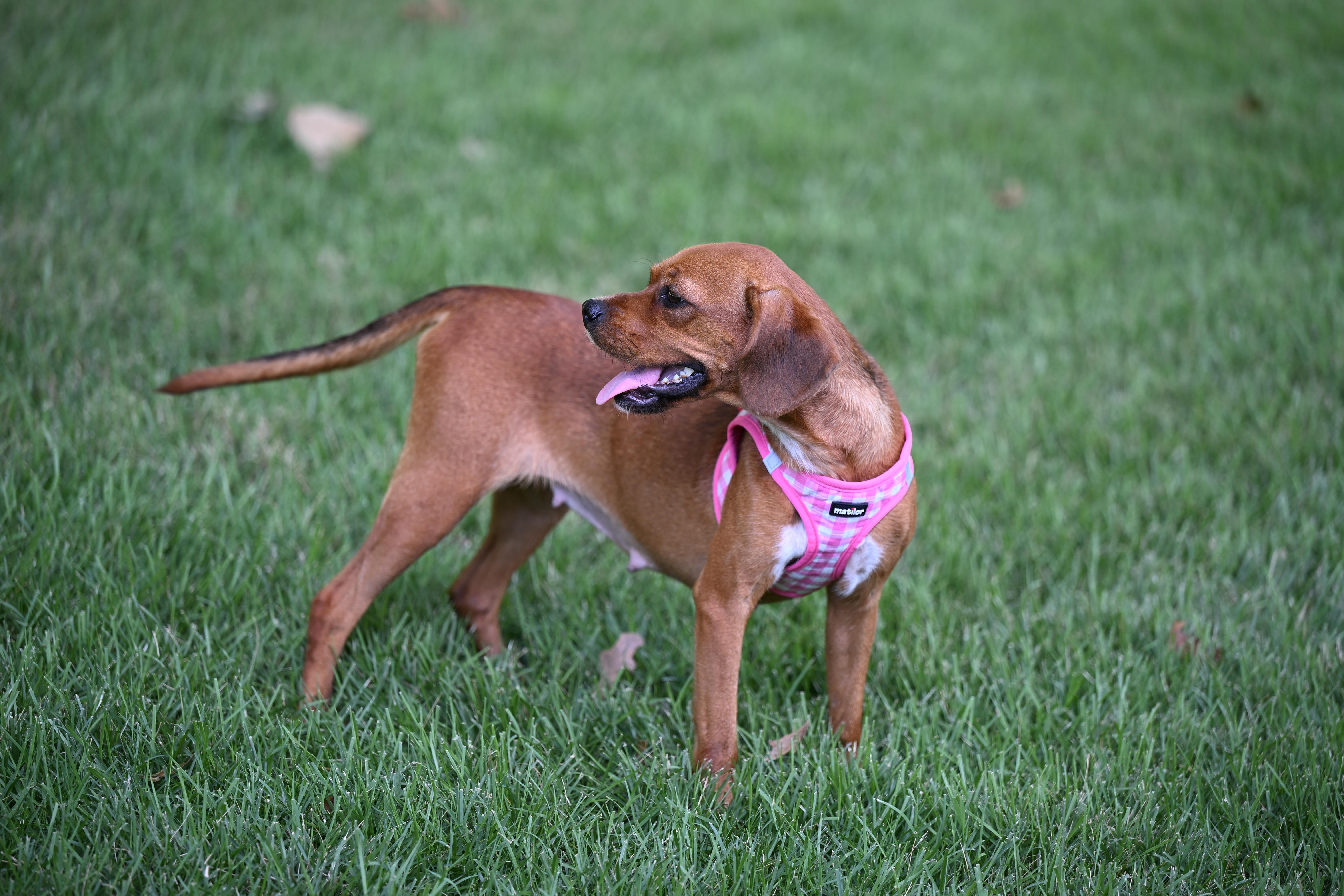 Enlarge Schatz - A Real Treasure, a Adopted mixed breed in Wayland, MA image 5/6
