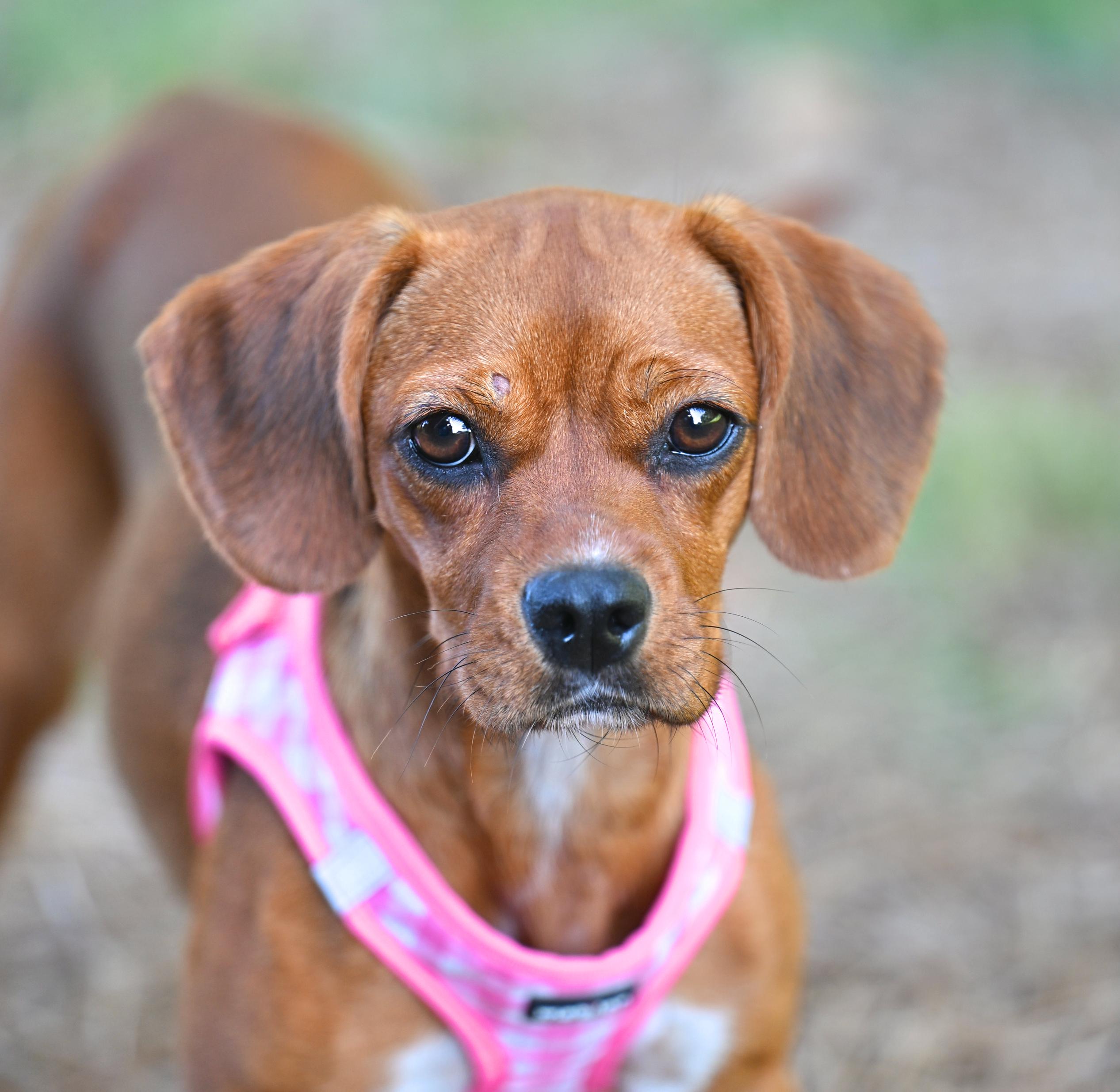 Schatz - A Real Treasure, Adopted, Young Female Beagle & Dachshund.