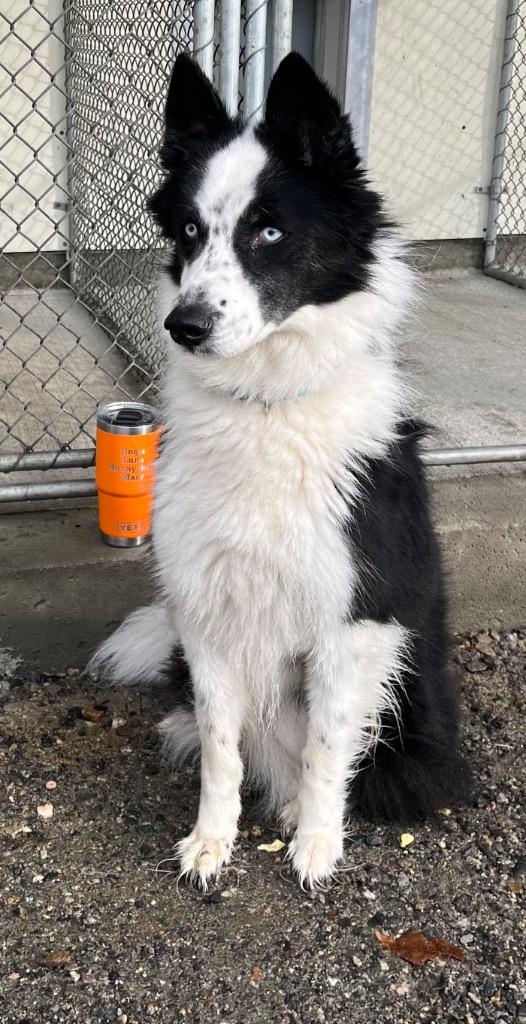 Enlarge Jasmine, a Adoptable mixed breed in Lunenburg, VT image 1/4