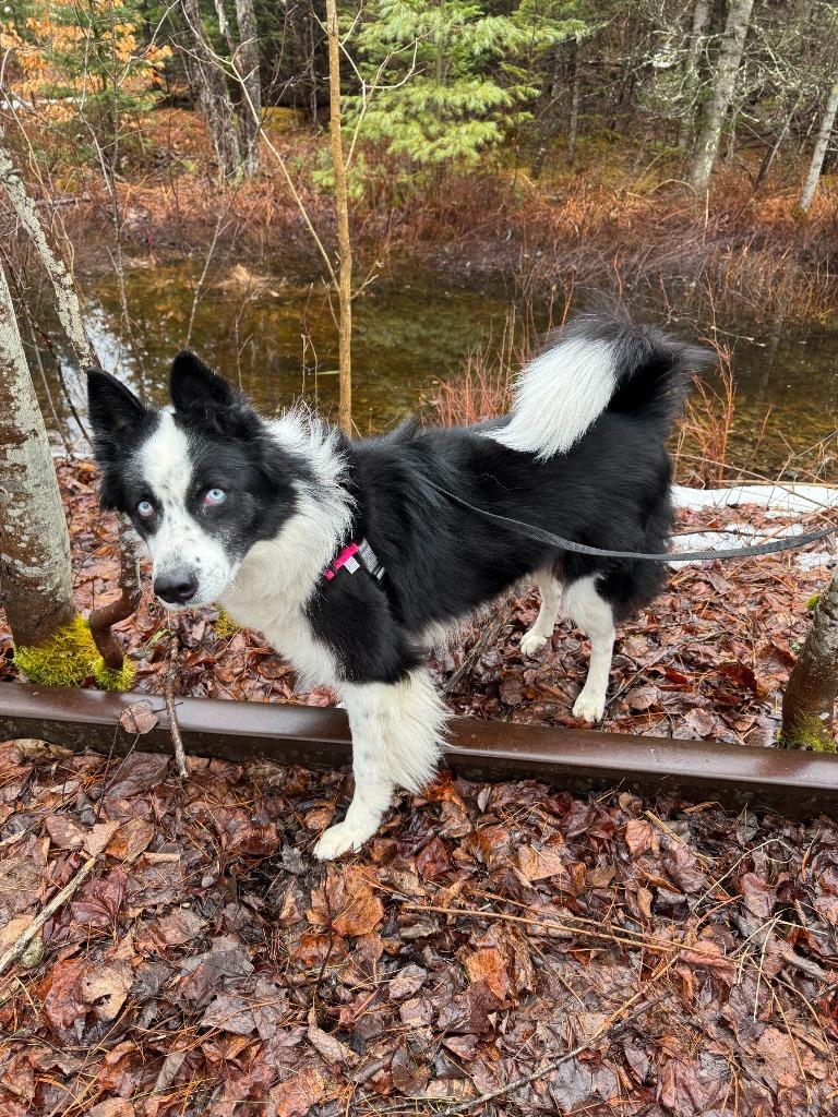 Enlarge Jasmine, a Adoptable mixed breed in Lunenburg, VT image 2/4