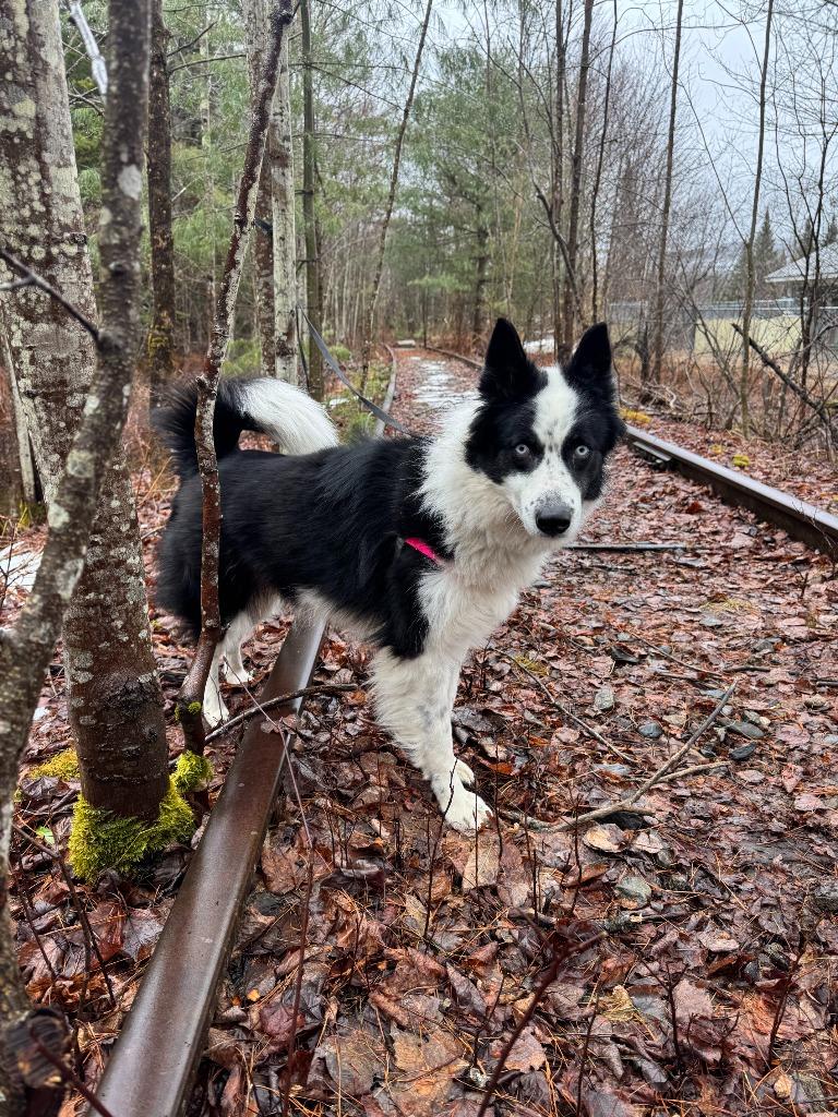 Enlarge Jasmine, a Adoptable mixed breed in Lunenburg, VT image 3/4
