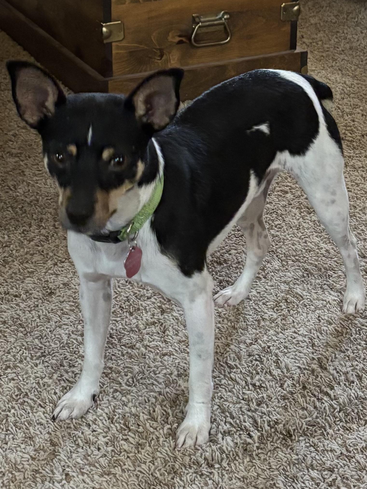 Enlarge Issac, a Adoptable Rat Terrier in Adams, NE image 1/3