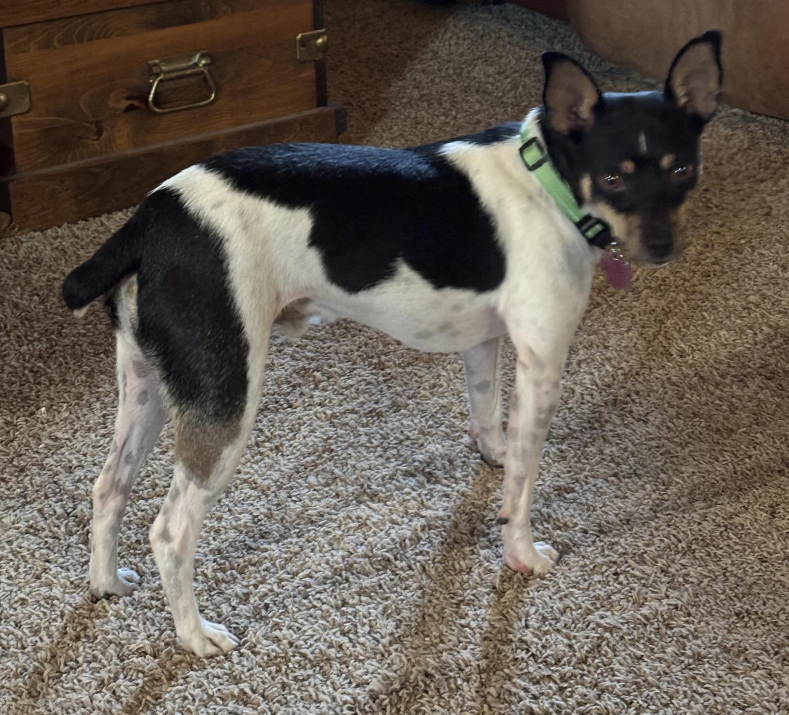 Enlarge Issac, a Adoptable Rat Terrier in Adams, NE image 2/3