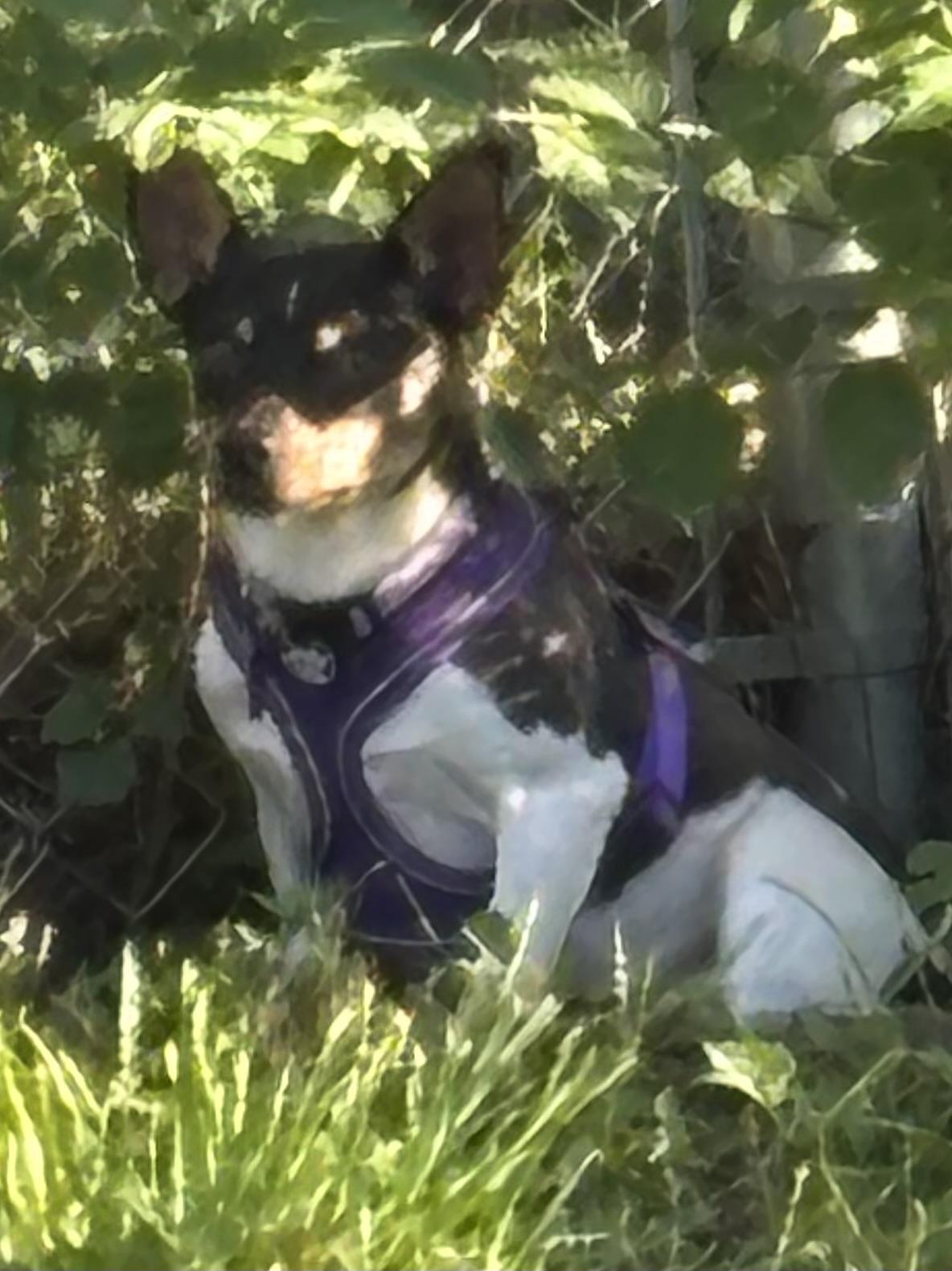 Issac, ADOPTABLE, Young Male Rat Terrier.