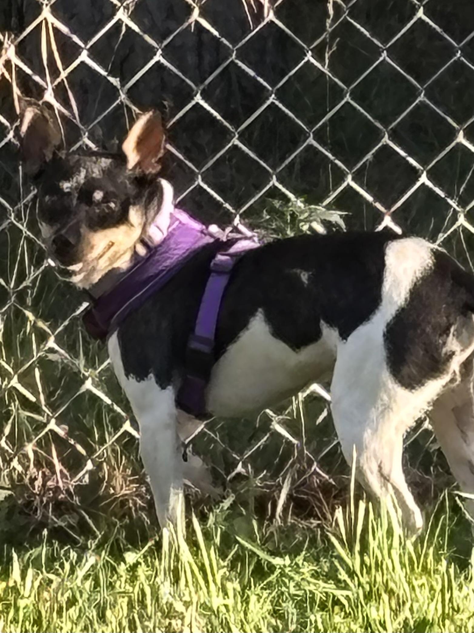 Enlarge Issac, a ADOPTABLE Rat Terrier in Adams, NE image 2/3