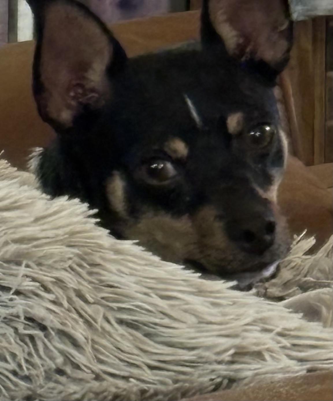 Enlarge Issac, a Adoptable Rat Terrier in Adams, NE image 3/3