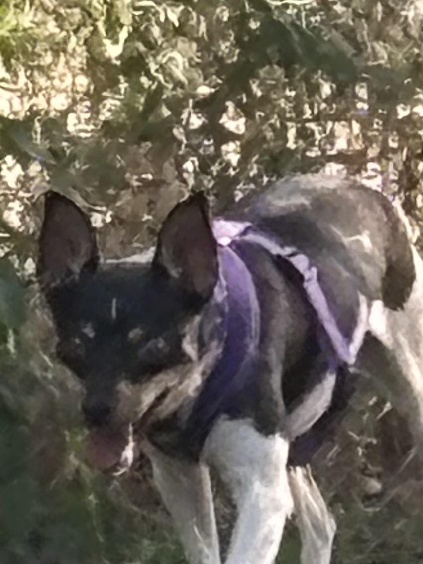 Enlarge Issac, a ADOPTABLE Rat Terrier in Adams, NE image 3/3