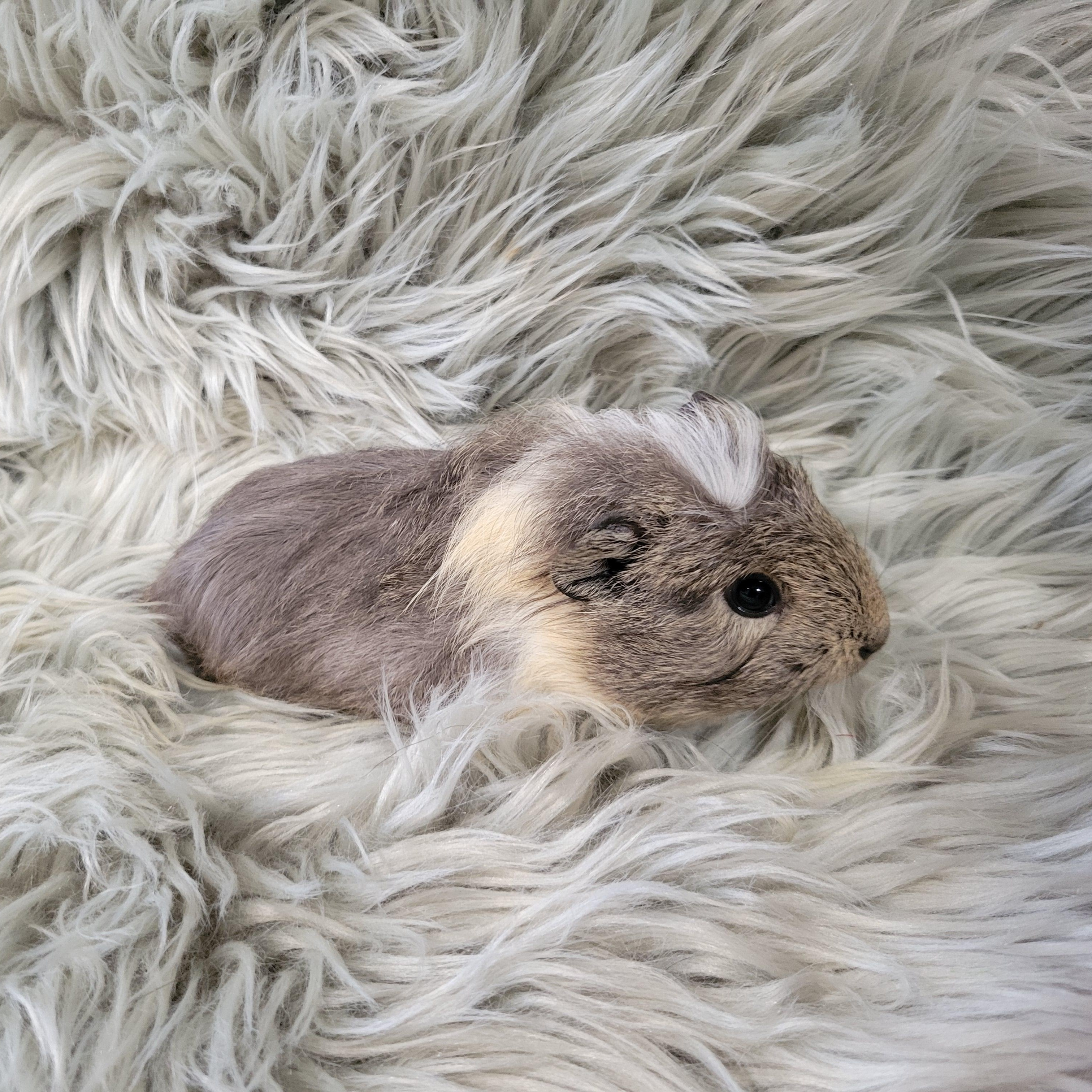 Enlarge Dillon & Dilbert, a ADOPTABLE Guinea Pig in Olympia, WA image 1/6
