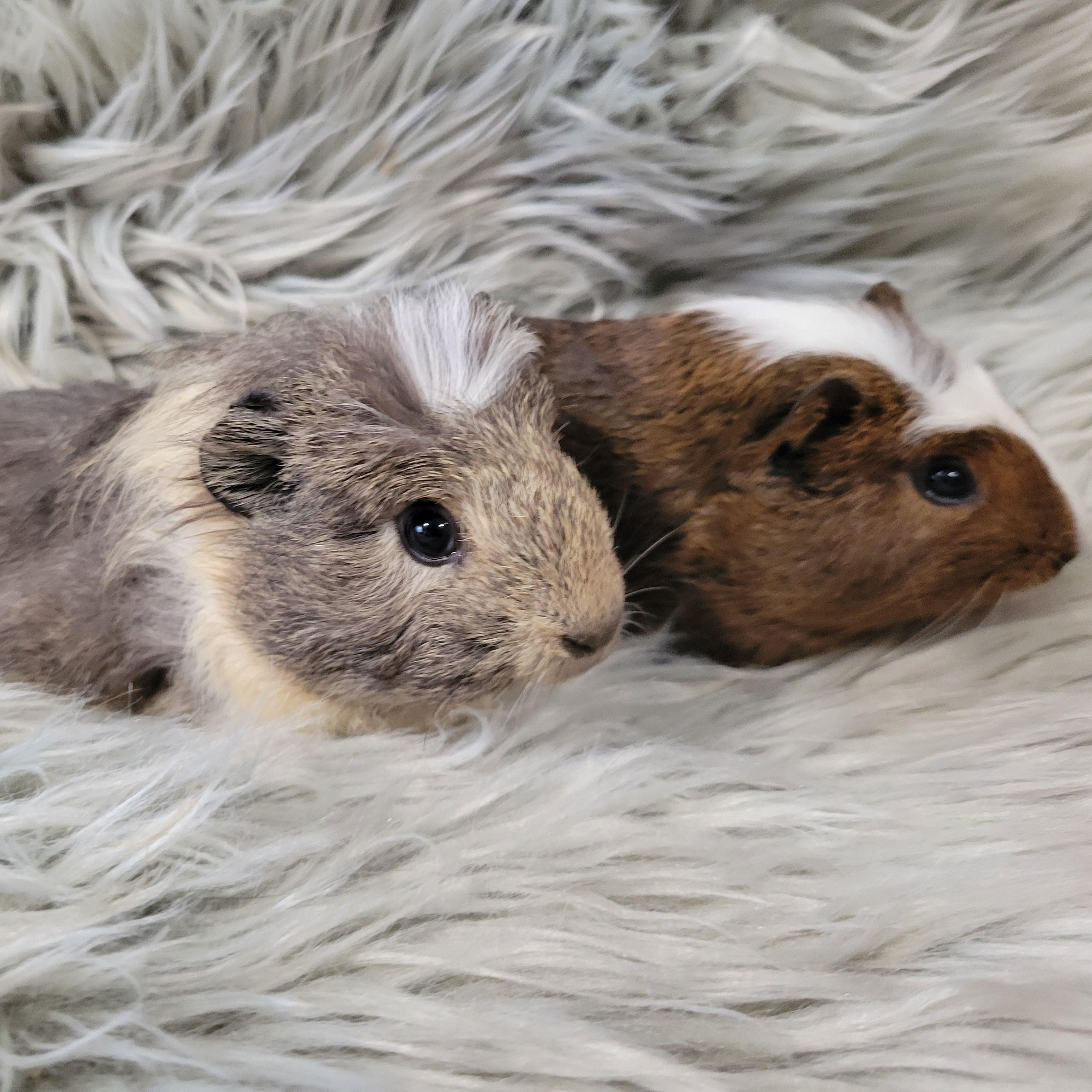 Enlarge Dillon & Dilbert, a ADOPTABLE Guinea Pig in Olympia, WA image 2/6