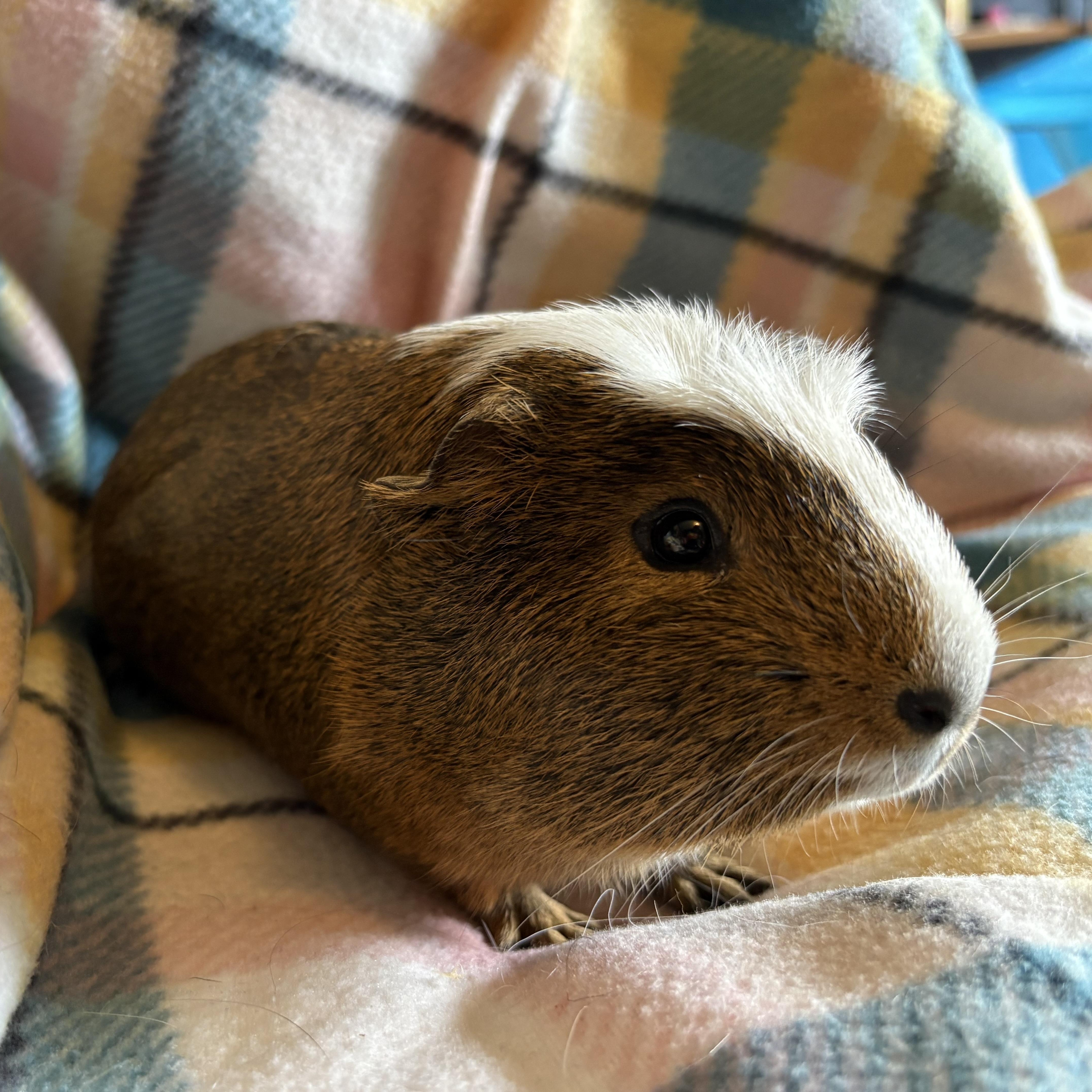 Enlarge Dillon & Dilbert, an adoptable Guinea Pig in Olympia, WA image 6/6