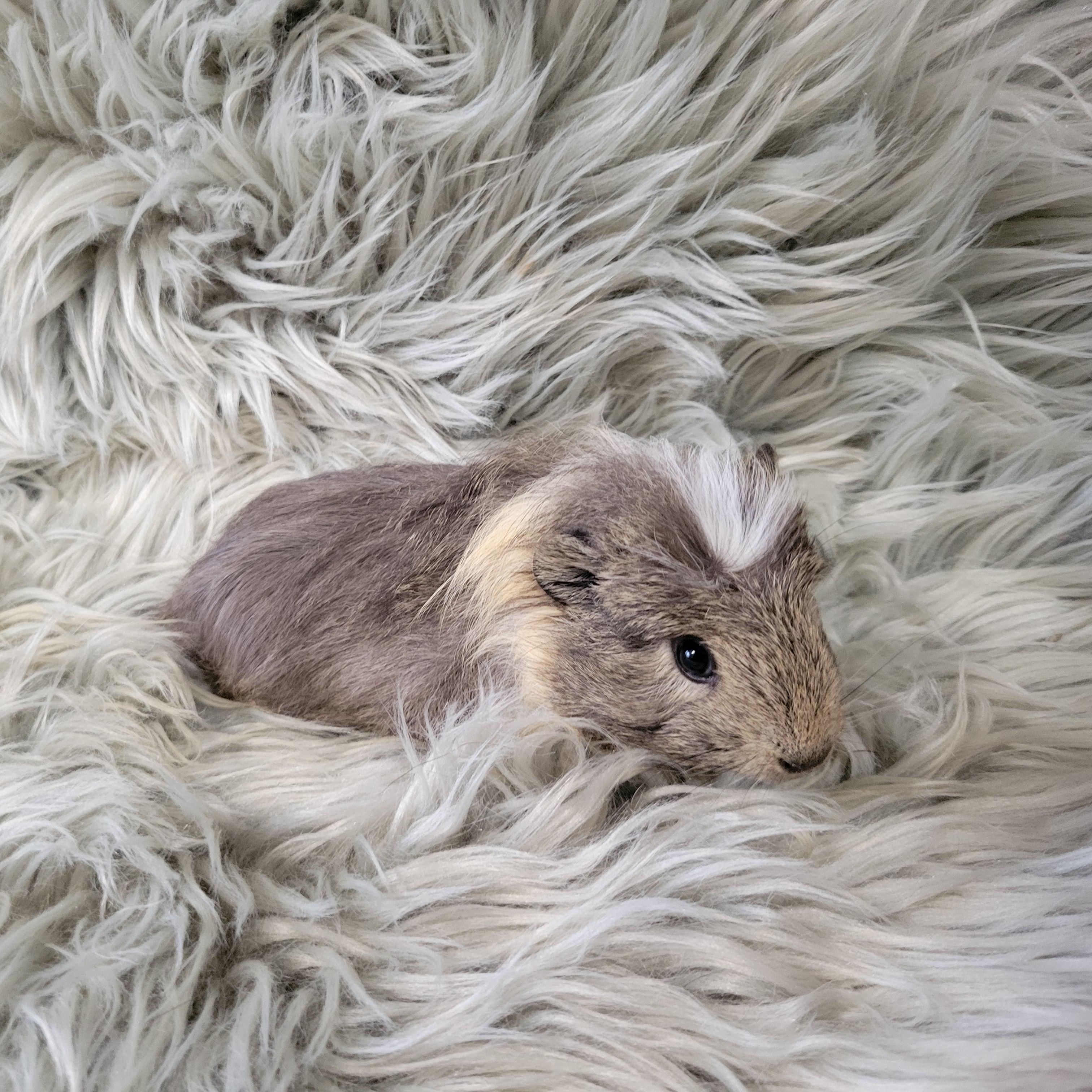 Enlarge Dillon & Dilbert, a ADOPTABLE Guinea Pig in Olympia, WA image 3/6