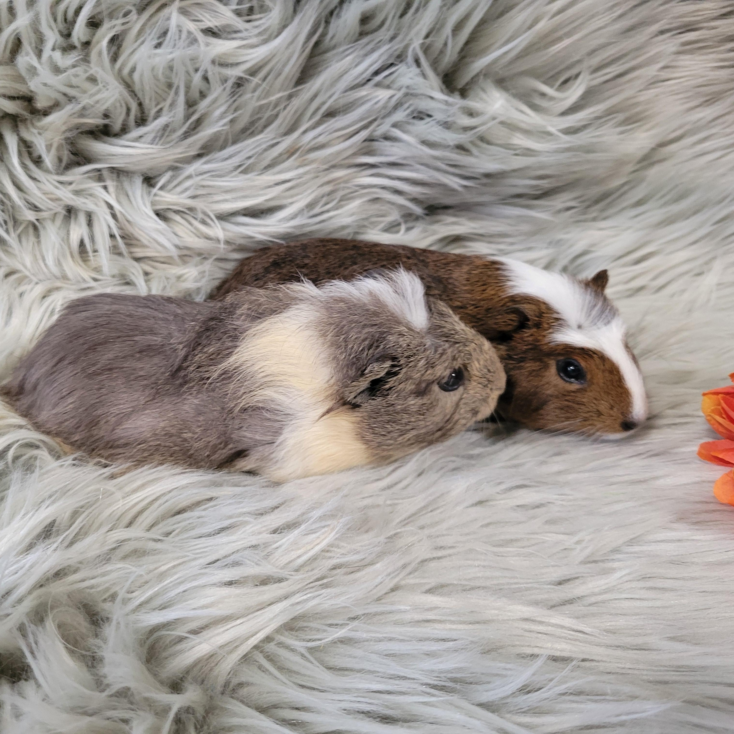Enlarge Dillon & Dilbert, a ADOPTABLE Guinea Pig in Olympia, WA image 4/6