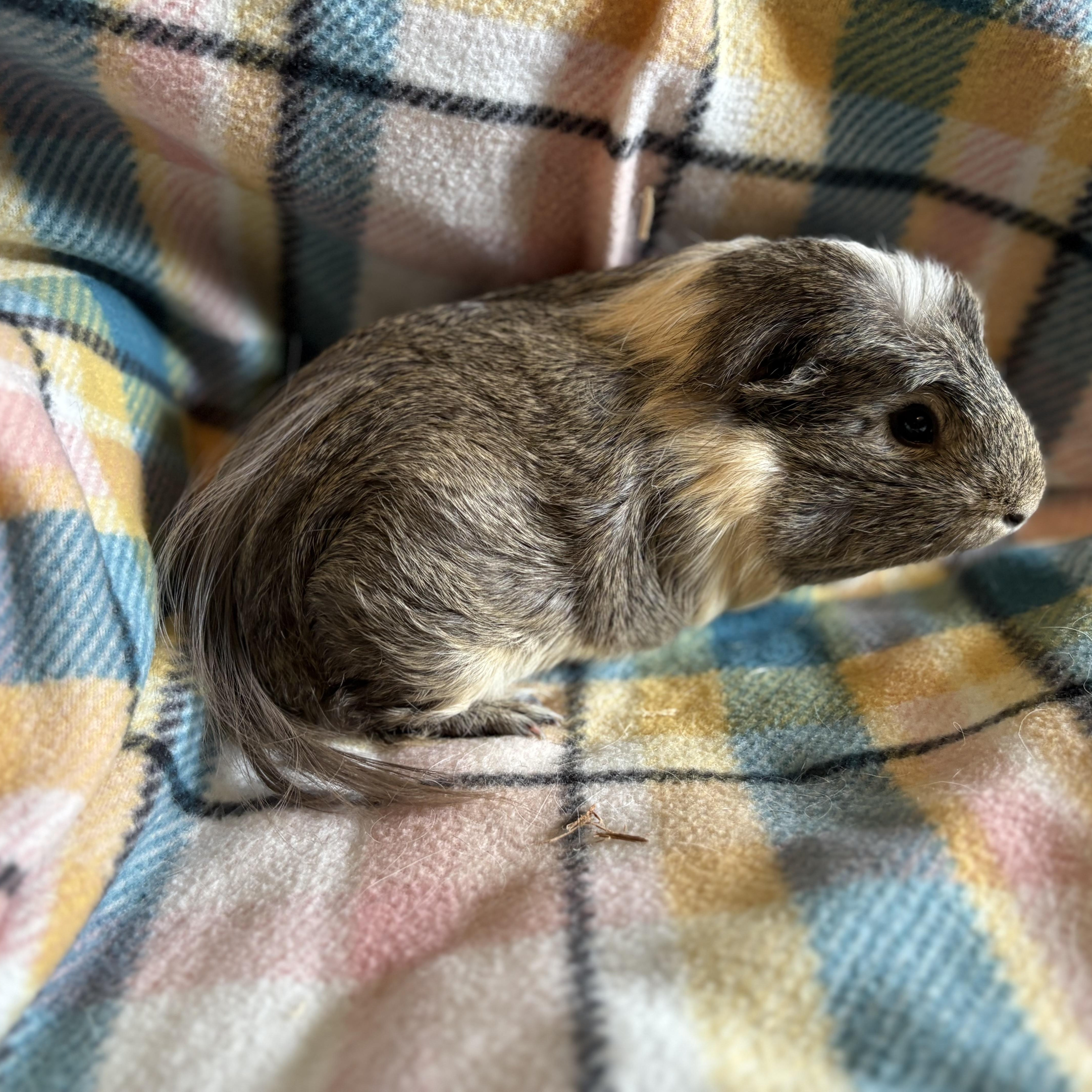 Enlarge Dillon & Dilbert, an adoptable Guinea Pig in Olympia, WA image 3/6