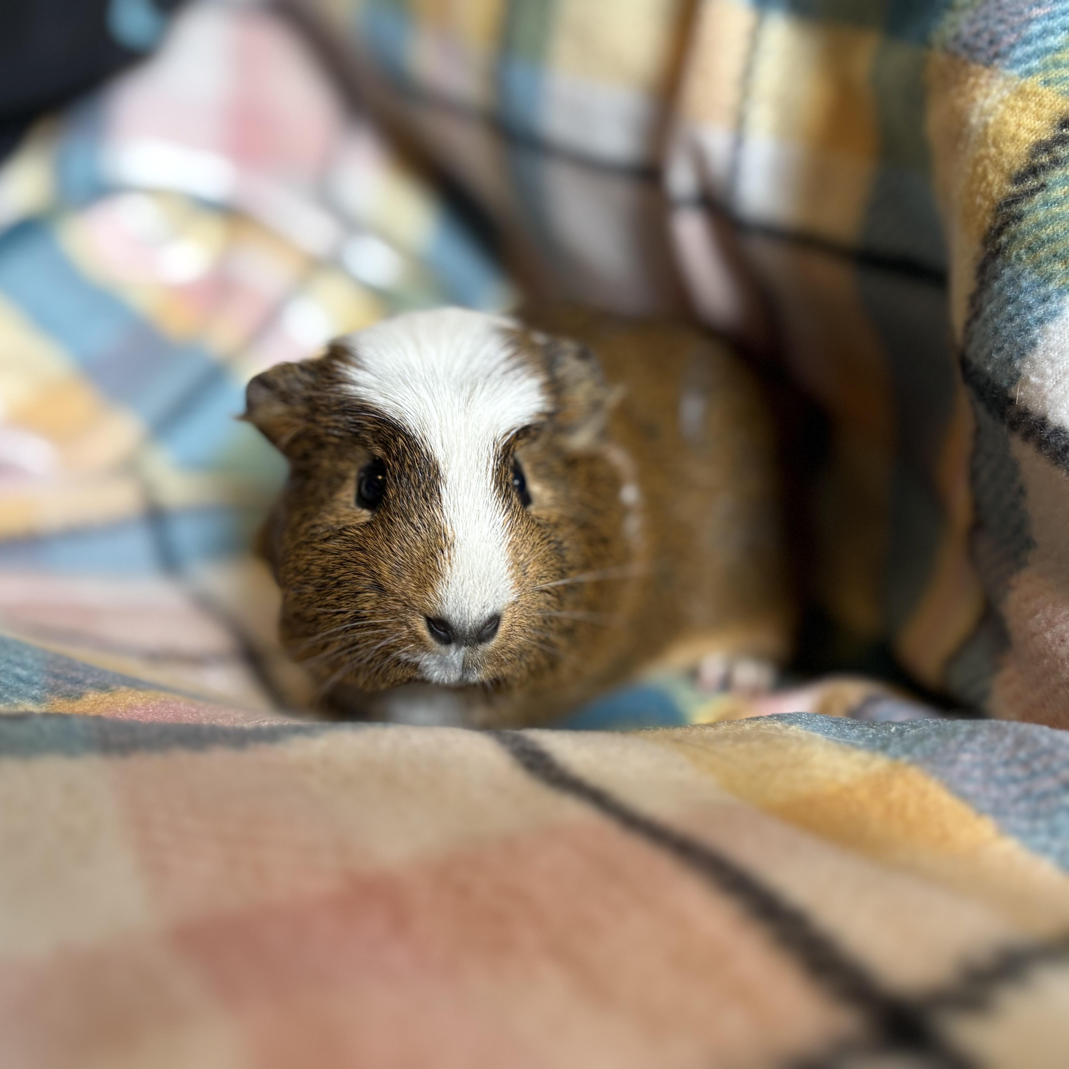 Enlarge Dillon & Dilbert, an adoptable Guinea Pig in Olympia, WA image 5/6