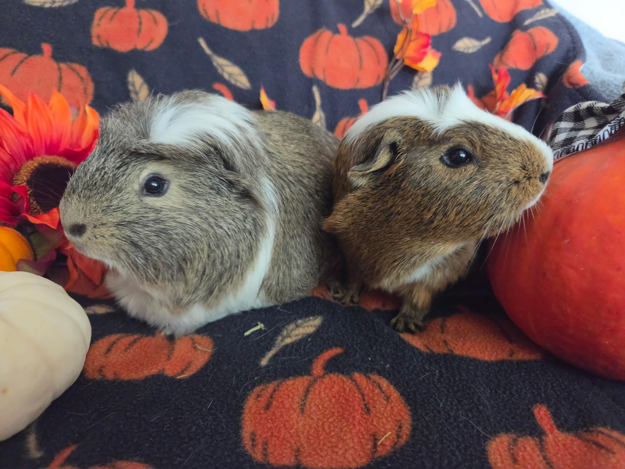 Enlarge Dillon & Dilbert, a Adoptable Guinea Pig in Olympia, WA image 6/6