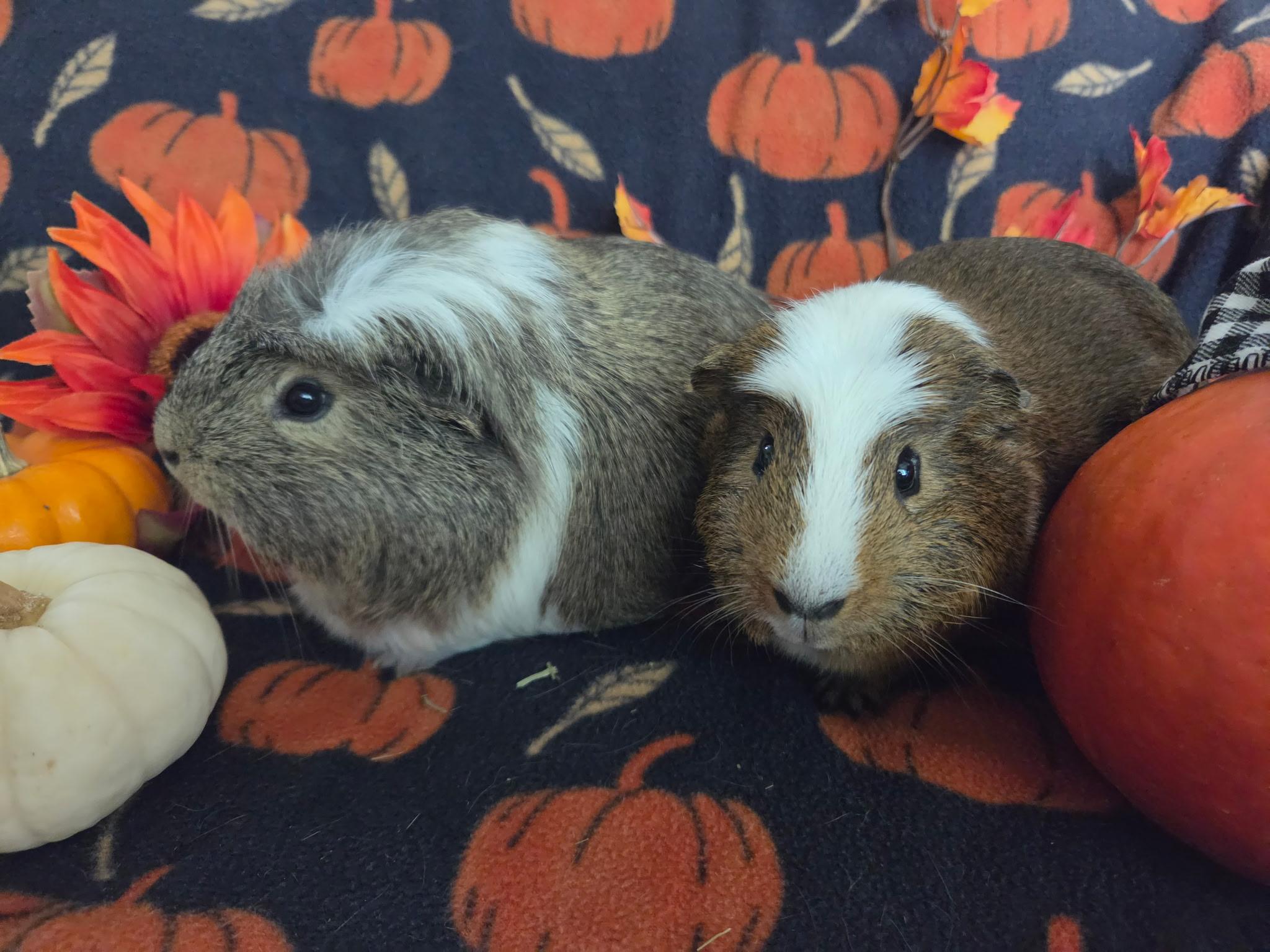 Enlarge Dillon & Dilbert, a Adoptable Guinea Pig in Olympia, WA image 1/6