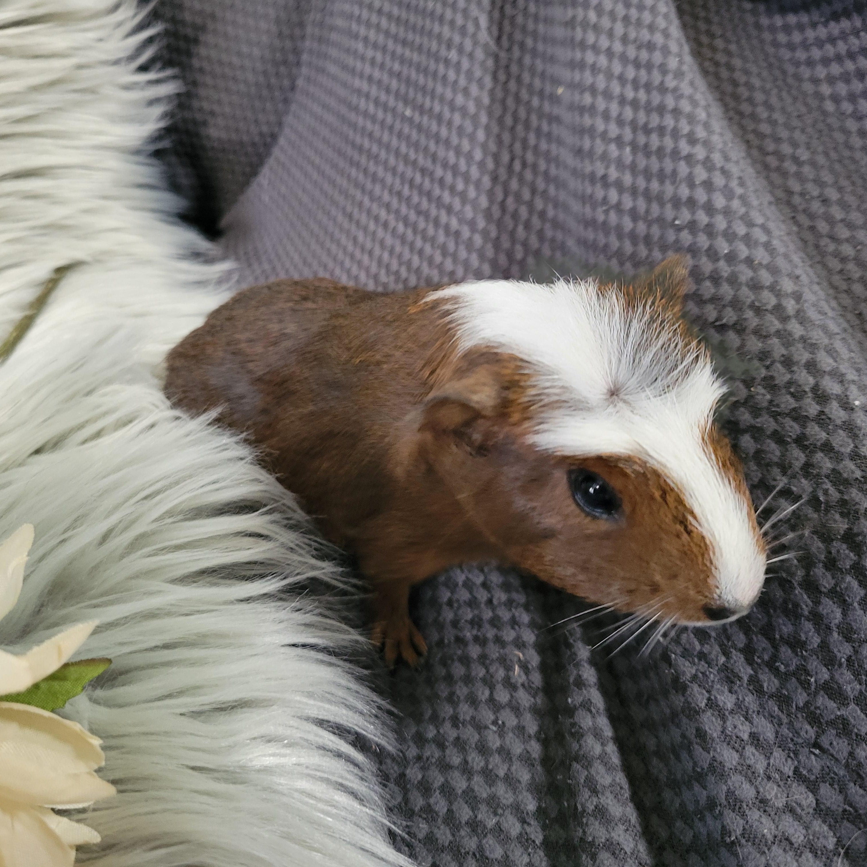 Enlarge Dillon & Dilbert, a ADOPTABLE Guinea Pig in Olympia, WA image 5/6