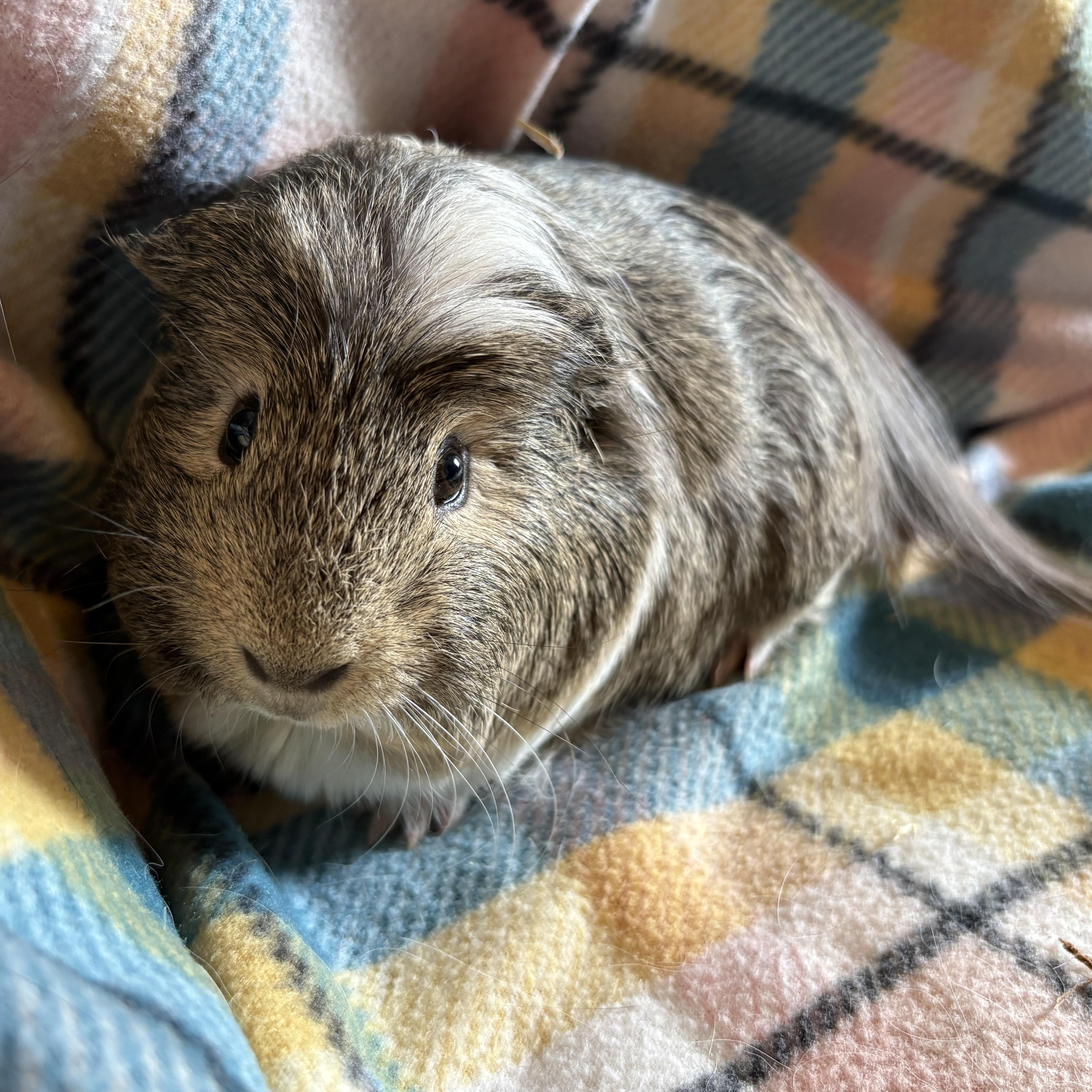 Enlarge Dillon & Dilbert, an adoptable Guinea Pig in Olympia, WA image 4/6