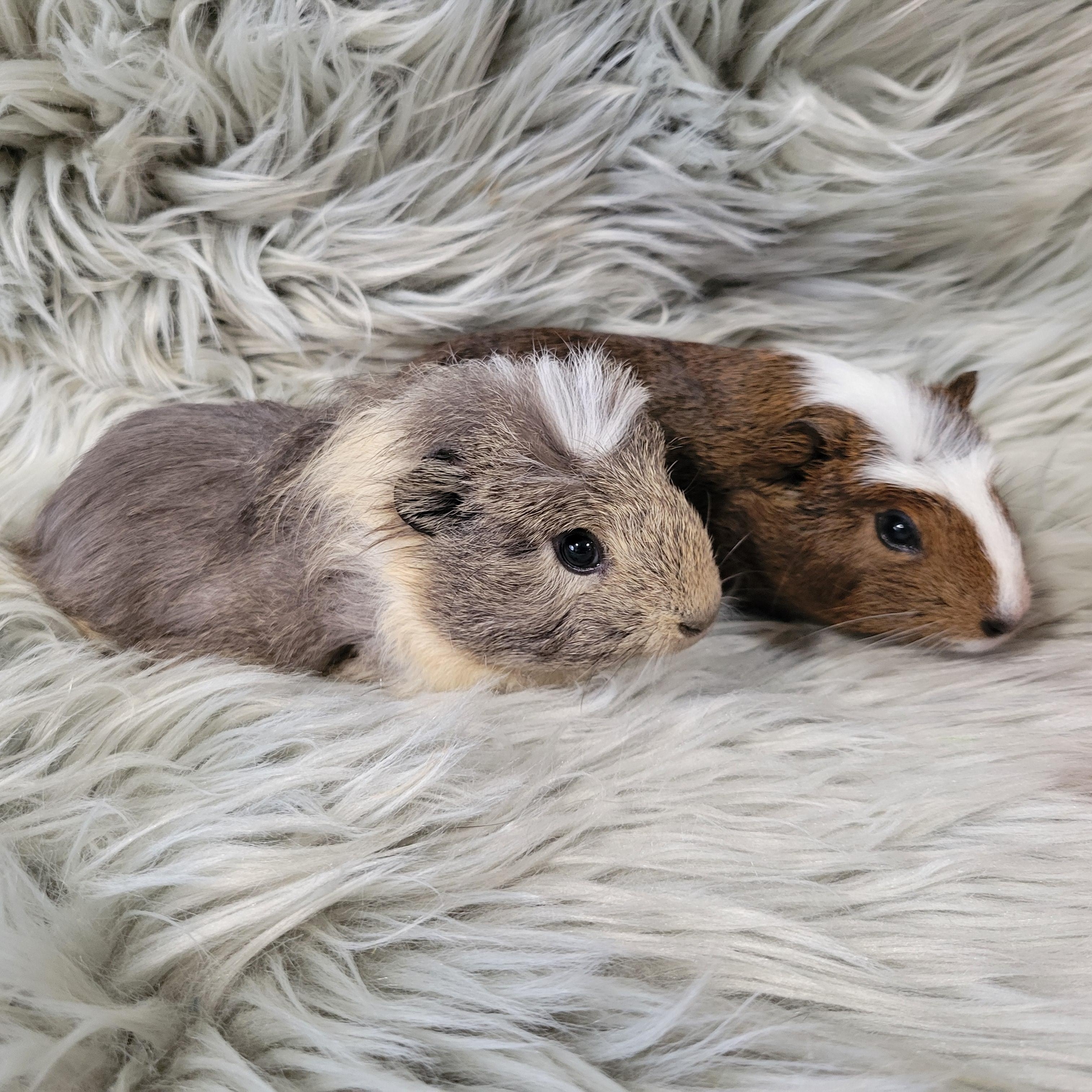 Dillon & Dilbert, adoptable, Young Male Guinea Pig.