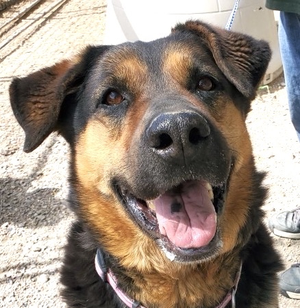 Mia, Adoptable, Adult Female Beauceron.