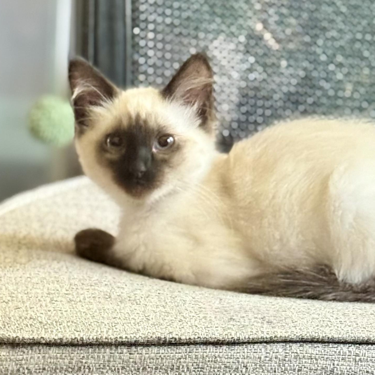 Meelah, ADOPTABLE, Young Female Siamese.