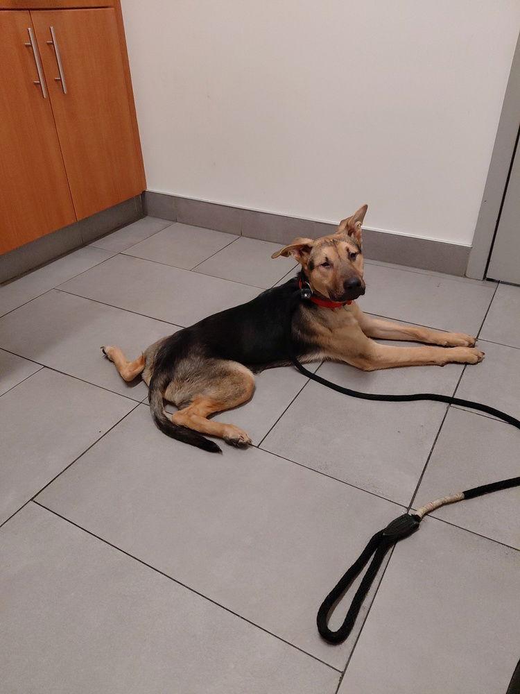 Enlarge Arnold St., a Adoptable German Shepherd Dog in Cupertino, CA image 2/3