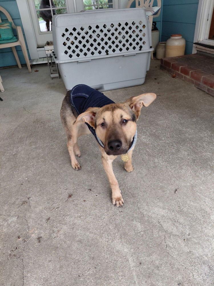 Enlarge Arnold St., a Adoptable German Shepherd Dog in Cupertino, CA image 3/3