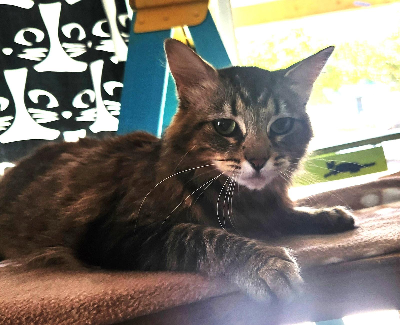 Penny, Adoptable, Young Female Domestic Medium Hair.