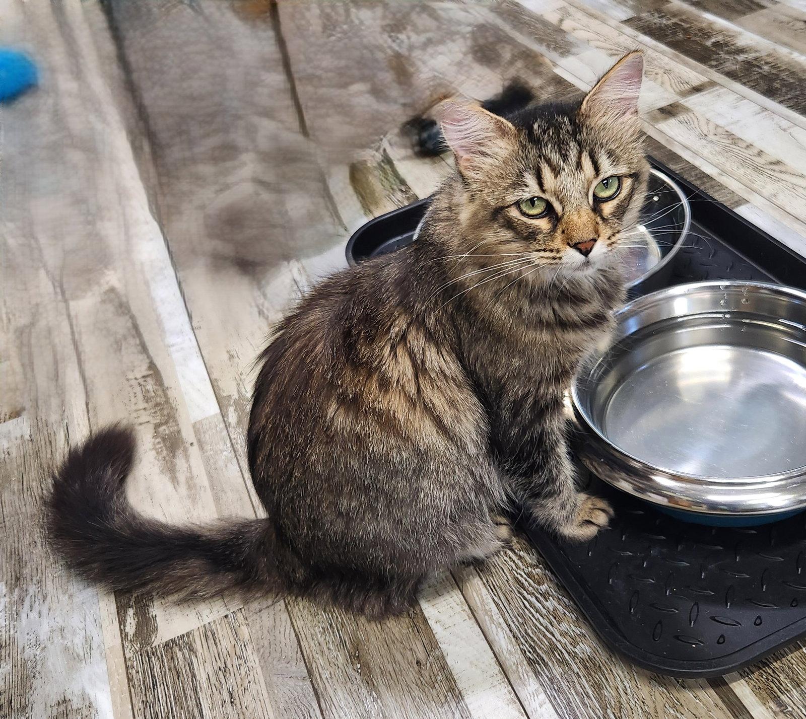 Enlarge Penny, a Adoptable Domestic Medium Hair in Crossville, TN image 2/3