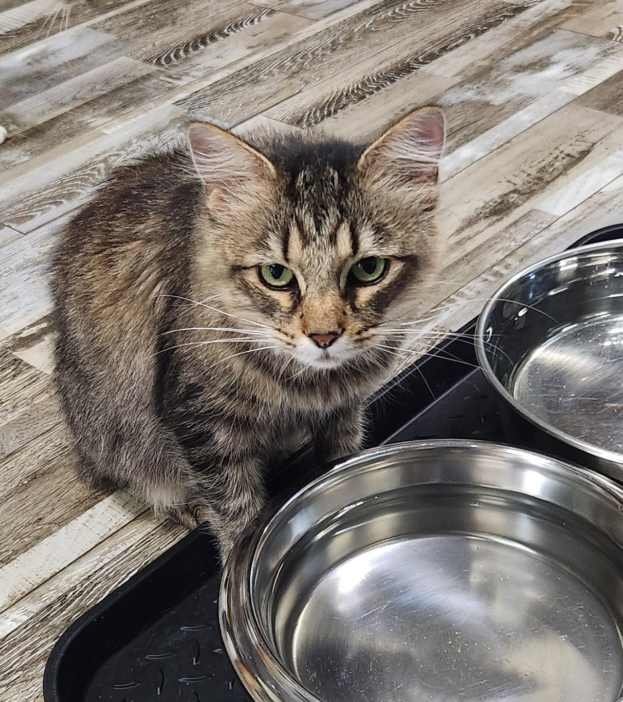 Enlarge Penny, a Adoptable Domestic Medium Hair in Crossville, TN image 3/3