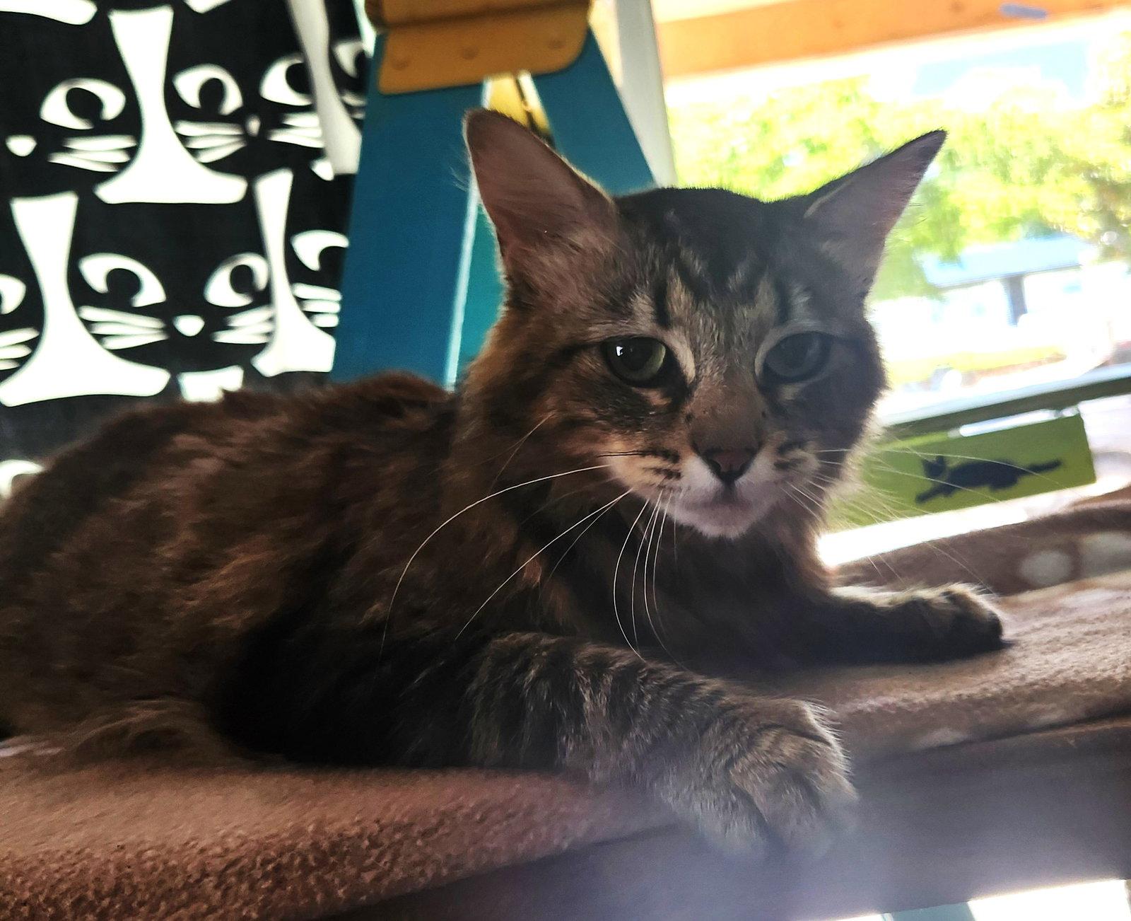 Penny, Adoptable, Young Female Domestic Medium Hair.