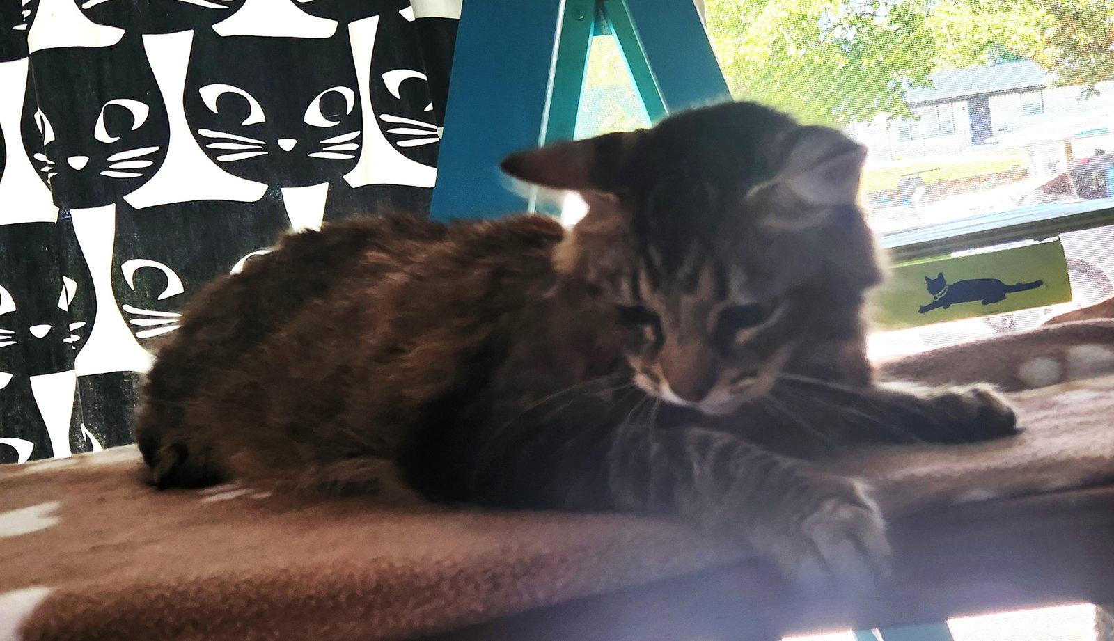 Enlarge Penny, a Adoptable Domestic Medium Hair in Crossville, TN image 2/2