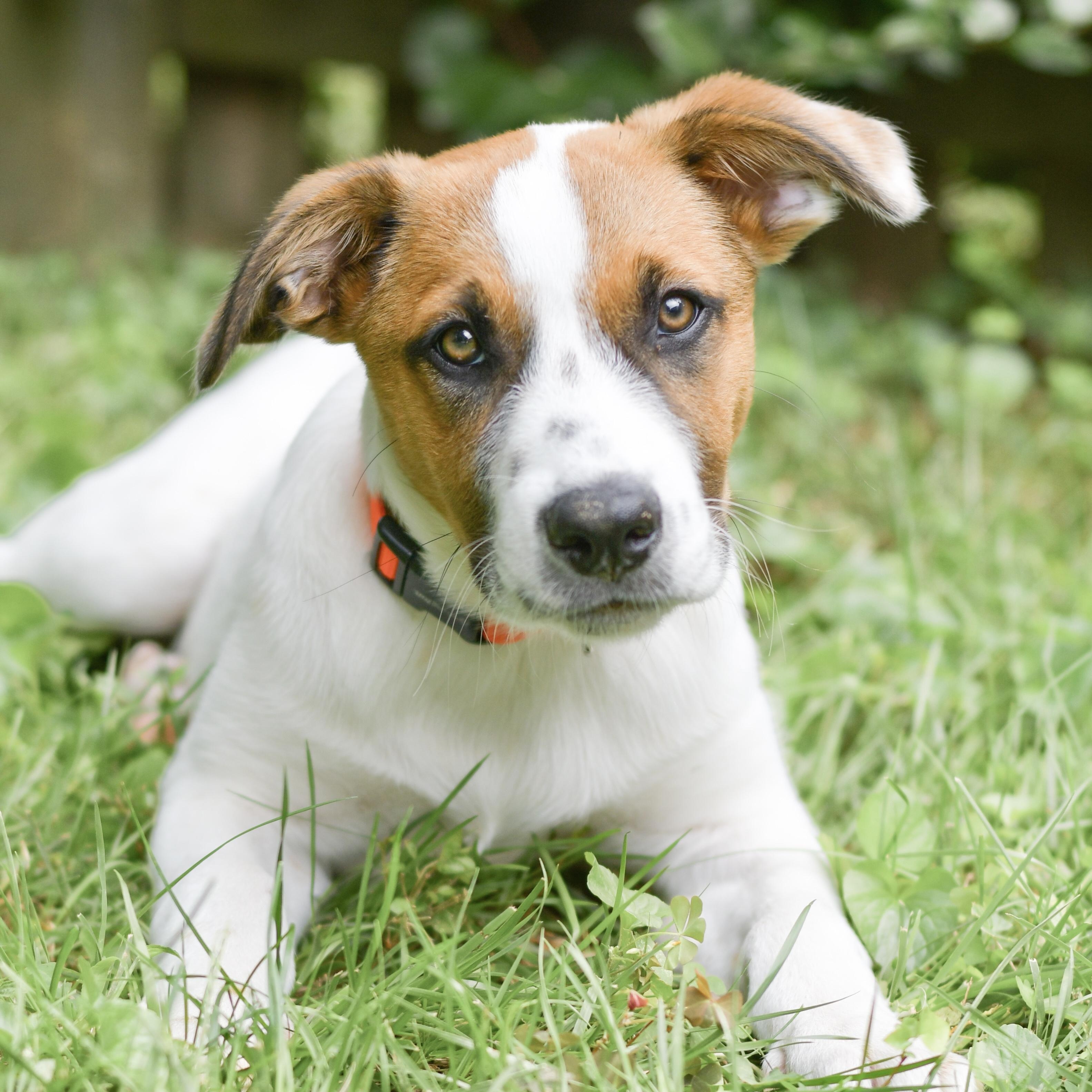 Enlarge Disco, a Adoptable mixed breed in Richmond, VA image 1/6