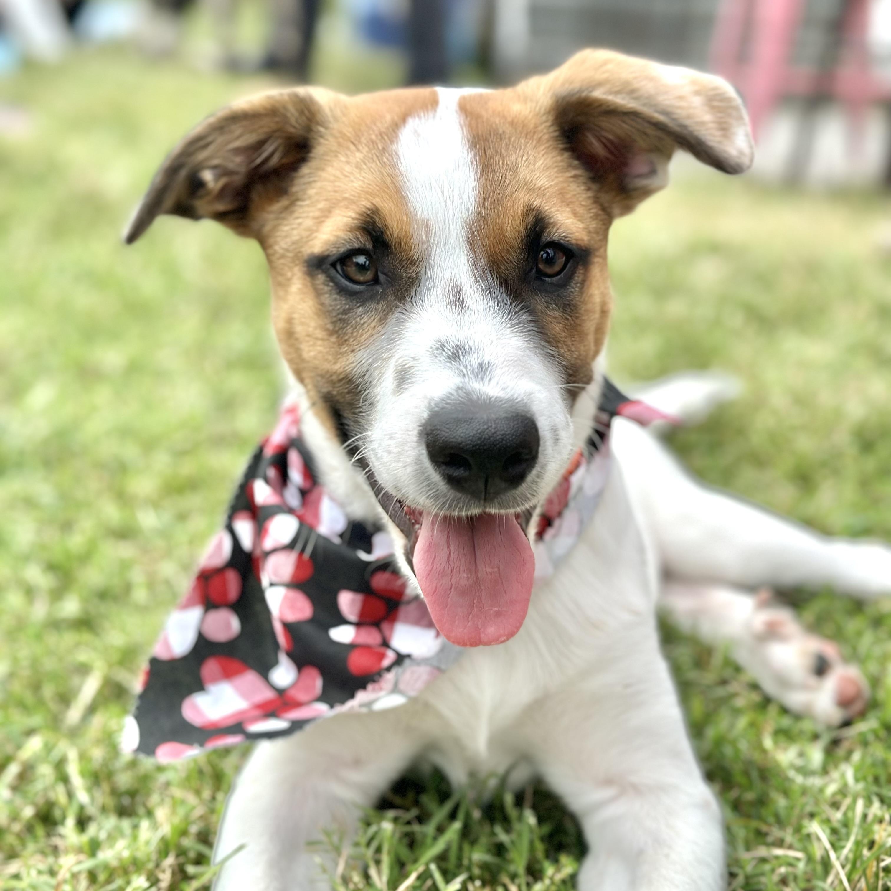 Enlarge Disco, a Adoptable mixed breed in Richmond, VA image 2/6