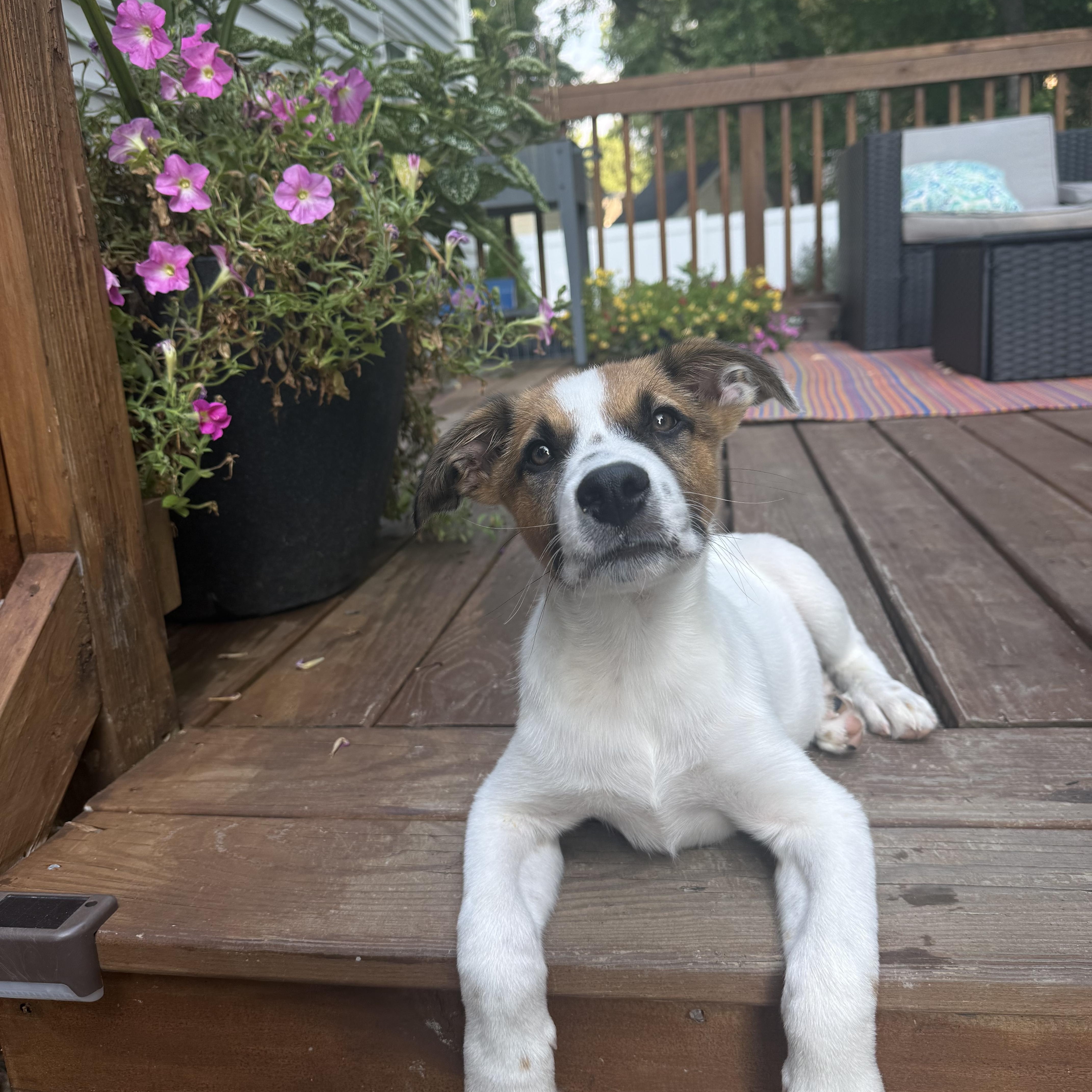 Enlarge Disco, a Adoptable mixed breed in Richmond, VA image 5/6