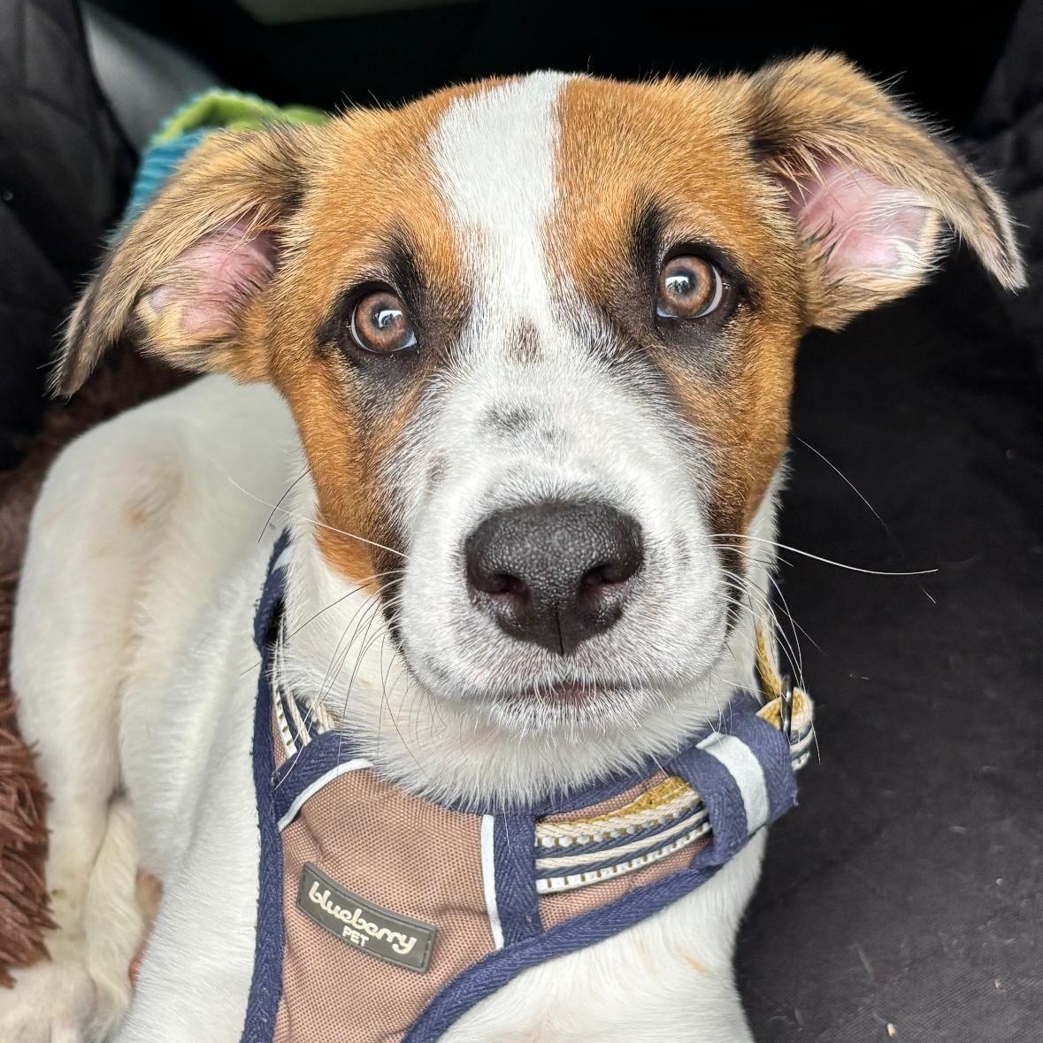 Enlarge Disco, a Adoptable mixed breed in Richmond, VA image 4/6
