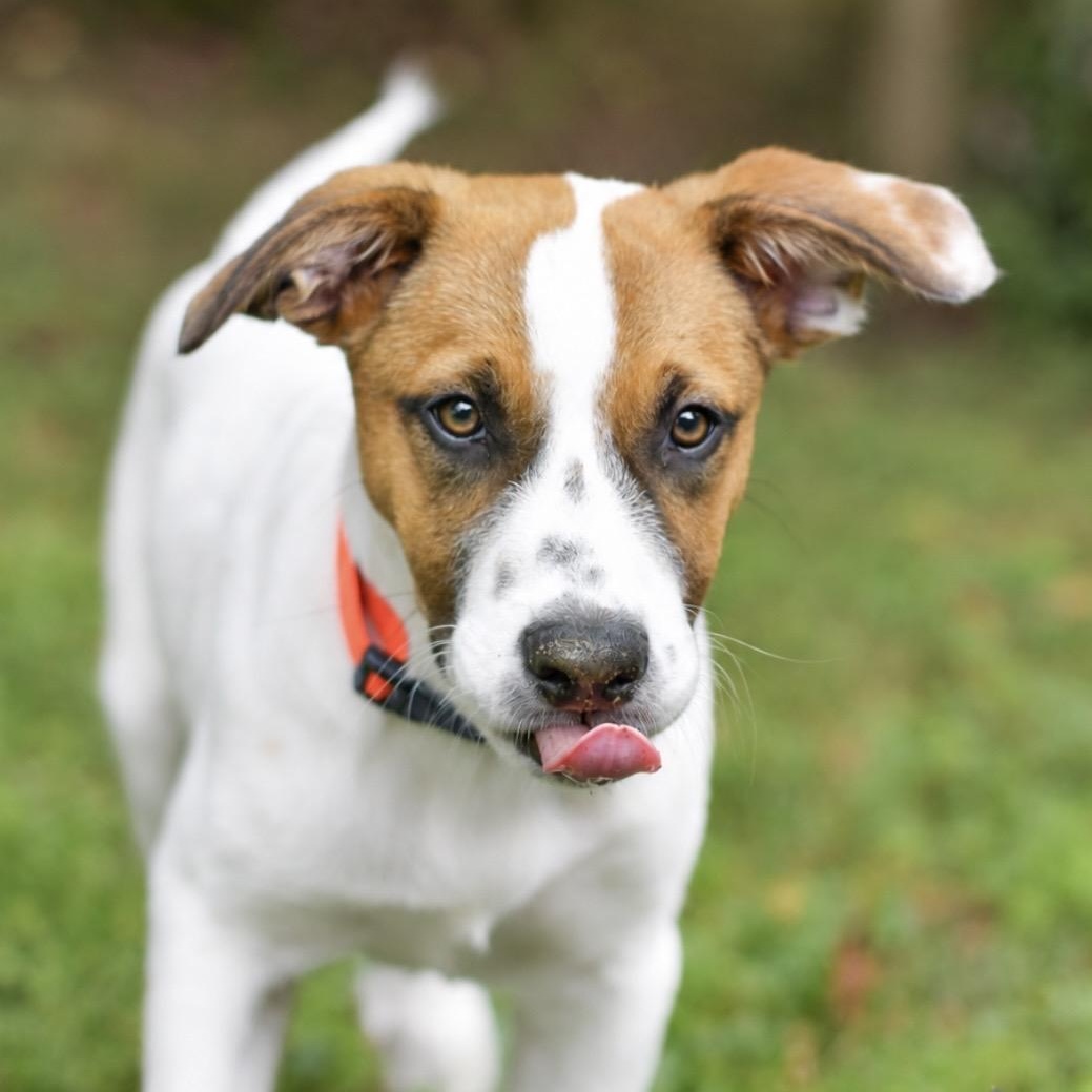 Enlarge Disco, a Adoptable mixed breed in Richmond, VA image 6/6