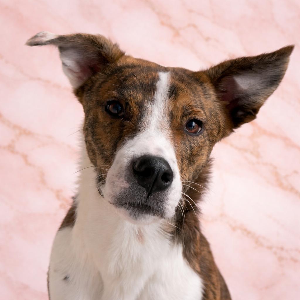 Enlarge Dovina, a Adoptable mixed breed in Pleasant Valley, NY image 3/4