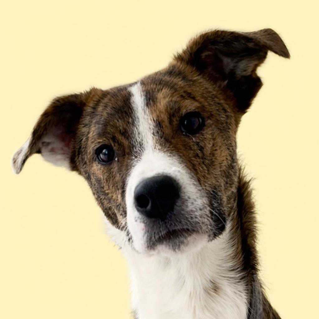 Enlarge Dovina, a Adoptable mixed breed in Pleasant Valley, NY image 2/4